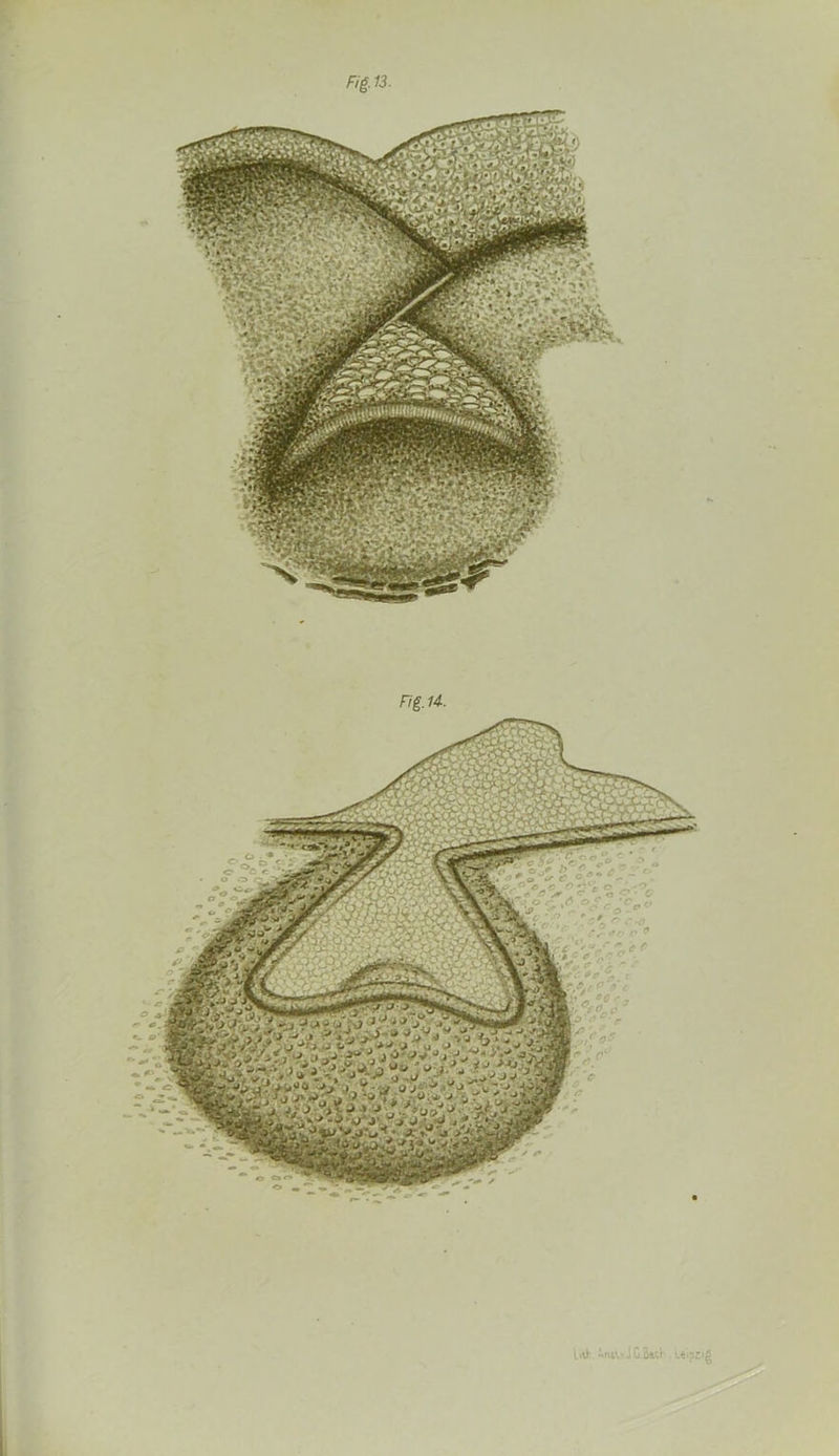 •'VÖ r Fii-13. I LiU- nniv»jCS«r-worig