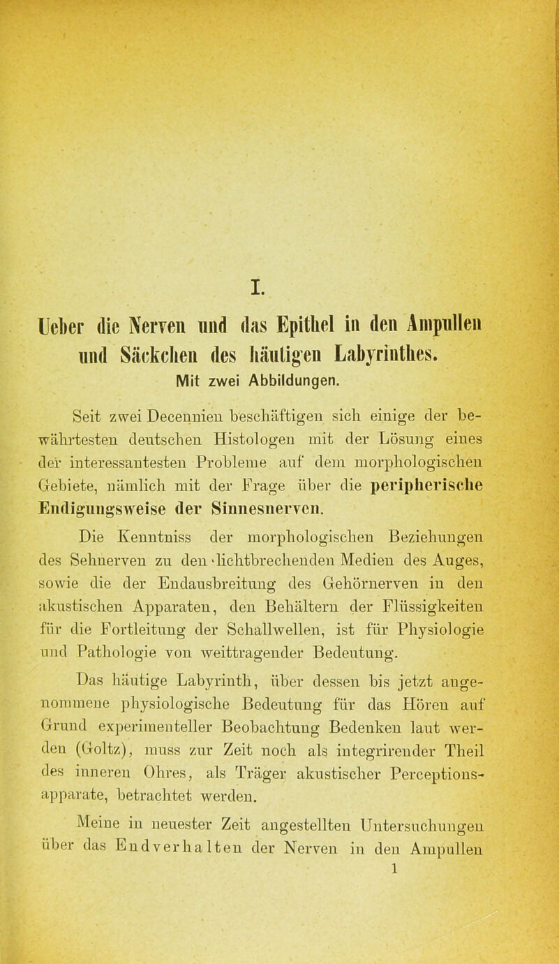 Leber die Nerven und das Epithel in den Ampullen und Säckchen des häutigen Labyrinthes. Mit zwei Abbildungen. Seit zwei Decennien beschäftigen sich einige der be- währtesten deutschen Histologen mit der Lösung eines der interessantesten Probleme auf dem morphologischen Gebiete, nämlich mit der Frage über die peripherische Endiguiigsweise (1er Siimesnervcn. Die Kenntniss der morphologischen Beziehungen des Sehnerven zu den •lichtbrechenden Medien des Auges, sowie die der Endausbreitung des Gehörnerven in den akustischen Apparaten, den Behältern der Flüssigkeiten für die Fortleitung der Schallwellen, ist für Physiologie und Pathologie von weittragender Bedeutung. Das häutige Labyrinth, über dessen bis jetzt ange- nommene physiologische Bedeutung für das Hören auf Grund experimenteller Beobachtung Bedenken laut wer- den (Goltz), muss zur Zeit noch als integrirender Theil des inneren Ohres, als Träger akustischer Perceptions- apparate, betrachtet werden. Meine in neuester Zeit angestellteu Untersuchungen über das Lndverhalten der Nerven in den Ampullen 1