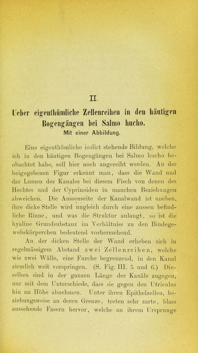 Ueber eig’euthümliche Zellenreihen in den häutigen Botengängen bei Salmo liuclio. Mit einer Abbildung. Eine eigeuthümliclie isolirt stellende Bildung, welche ich in den häutigen Bogengängen bei Salmo hucho be- obachtet habe, soll hier noch angereiht werden. An der beigegebenen Figur erkennt man, dass die Wand und das Lumen des Kanales bei diesem Fisch von denen des Hechtes und der Cyprinoiden in manchen Beziehungen abweichen. Die Aussenseite der Kanalwand ist uneben, ihre dicke Stelle wird ungleich durch eine aussen befind- liche Rinne, und was die Struktur anlangt, so ist die hyaline Grundsubstanz im Verhältnis zu den Bindege- webskörperchen bedeutend vorherrschend. An der dicken Stelle der Wand erheben sich in regelmässigem Abstand zwei Zellen reihen, welche wie zwei Wälle, eine Furche begrenzend, in den Kanal ziemlich weit vorspringen. (S. Fig. III. 5 und G.) Die- selben sind in der ganzen Länge der Kanäle zugegen, nur mit dem Unterschiede, dass sie gegen den Utriculus hin an Höhe abnehmen. Unter ihren Epithelzellen, be- ziehungsweise an deren Grenze, treten sehr zarte, blass aussehende Fasern hervor, welche an ihrem Ursprünge