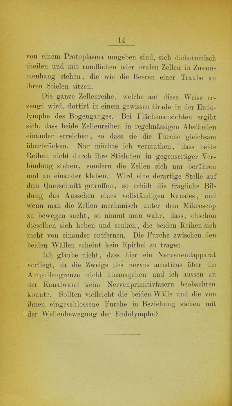 von einem Protoplasma umgeben sind, sich dichotomisch theilen und mit rundlichen oder ovalen Zellen in Zusam- menhang stehen, die wie die Beeren einer Traube au ihren Stielen sitzen. Die ganze Zellenreihe, welche auf diese Weise er- zeugt wird, flottirt in einem gewisseu Grade in der Endo- lymphe des Bogenganges. Bei Flächenansichten ergibt sich, dass beide Zellenreihen in regelmässigen Abständen einander erreichen, so dass sie die Furche gleichsam iiberbrücken. Nur möchte ich vermuthen, dass beide Reihen nicht durch ihre Stielchen in gegenseitiger Ver- bindung stehen, sondern die Zellen sich nur berühren und an einander kleben. Wird eine derartige Stelle auf dem Querschnitt getroffen, so erhält die fragliche Bil- dung das Aussehen eines vollständigen Kanales, und wenn man die Zellen mechanisch unter dem Mikroscop zu bewegen sucht, so nimmt man wahr, dass, obschon dieselben sich heben und senken, die beiden Reihen sich nicht von einander entfernen. Die Furche zwischen den beiden Wällen scheint kein Epithel zu tragen. Ich glaube nicht, dass liier ein Nervenendapparat vorliegt, da die Zweige des nervus acusticus über die Ampullengrenze nicht hiuausgehen und ich aussen an der Kanalwand keine Nervenprimitivfasern beobachten konnte. Sollten vielleicht die beiden Wälle und die von ihnen eingeschlossene Furche in Beziehung stehen mit der Wellenbewegung der Endolymphe?