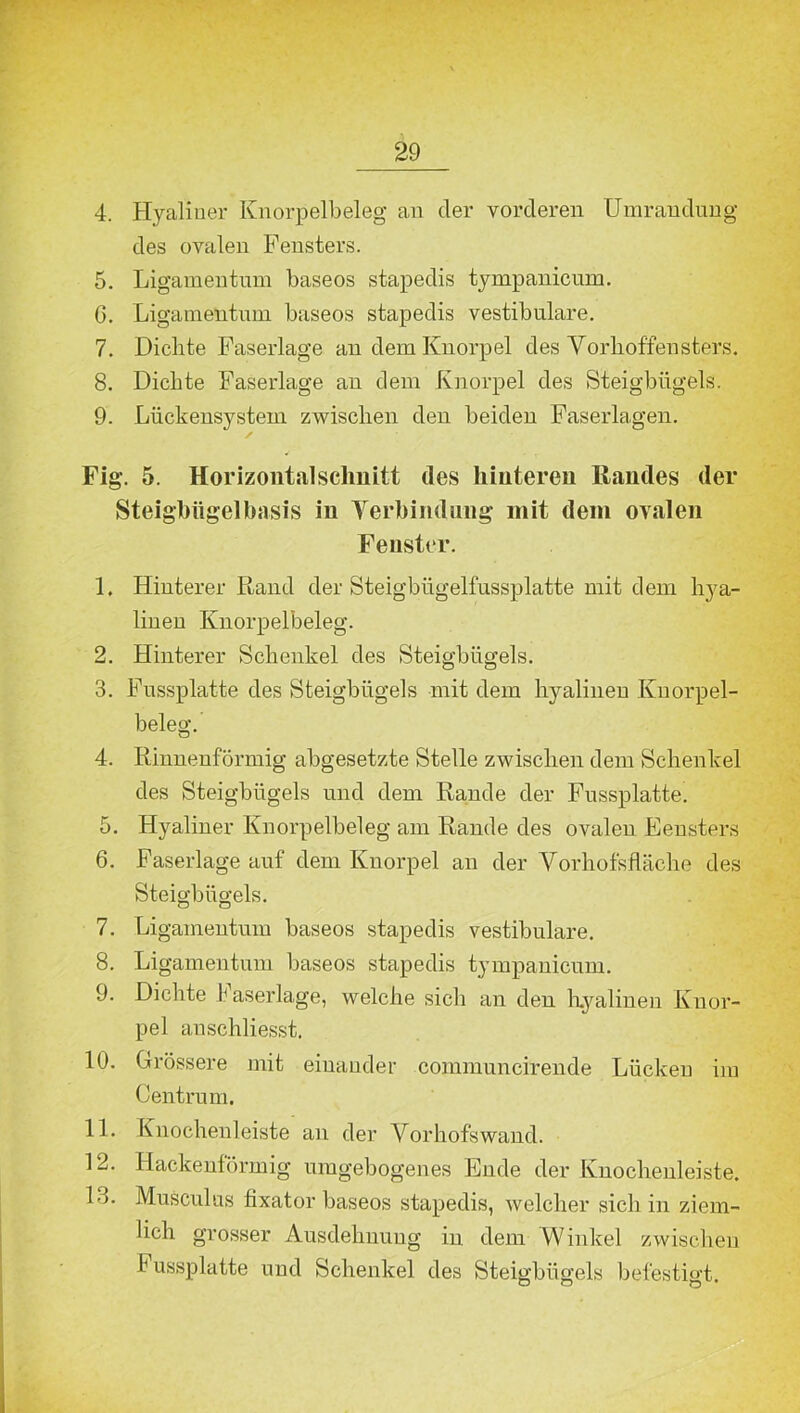 4. Hyaliner Knorpelbeleg an cler vorderen Umrandung des ovalen Fensters. 5. Ligamentum baseos stapedis tympanicum. G. Ligamentum baseos stapedis vestibuläre. 7. Dichte Faserlage an dem Knorpel des Vorhoffensters. 8. Dichte Faserlage an dem Knorpel des Steigbügels. 9. Lückensystem zwischen den beiden Faserlagen. / Fig. 5. Horizontal schnitt des hinteren Randes der Steigbügelbasis in Verbindung mit dem ovalen Fenster. 1. Hinterer Rand der Steigbügelfussplatte mit dem hya- linen Knorpelbeleg. 2. Hinterer Schenkel des Steigbügels. 3. Fussplatte des Steigbügels mit dem hyalinen Kuorpel- beleg. 4. Rinnenförmig abgesetzte Stelle zwischen dem Schenkel des Steigbügels und dem Rande der Fussplatte. 5. Hyaliner Knorpelbeleg am Rande des ovalen Fensters 6. Faserlage auf dem Knorpel an der Vorhufsfläche des Steigbügels. 7. Ligamentum baseos stapedis vestibuläre. 8. Ligamentum baseos stapedis tympanicum. 9. Dichte f aserlage, welche sich an den hyalinen Knor- pel anschliesst. 10. Grössere mit einander communcirende Lücken im Centrum. 11. Knochenleiste an der Vorhofswand. 12. Hackenförmig umgebogenes Ende der Knochenleiste. l->. Musculus fixator baseos stapedis, welcher sich in ziem- lich grosser Ausdehnung in dem Winkel zwischen f ussplatte und Schenkel des Steigbügels befestigt O O o