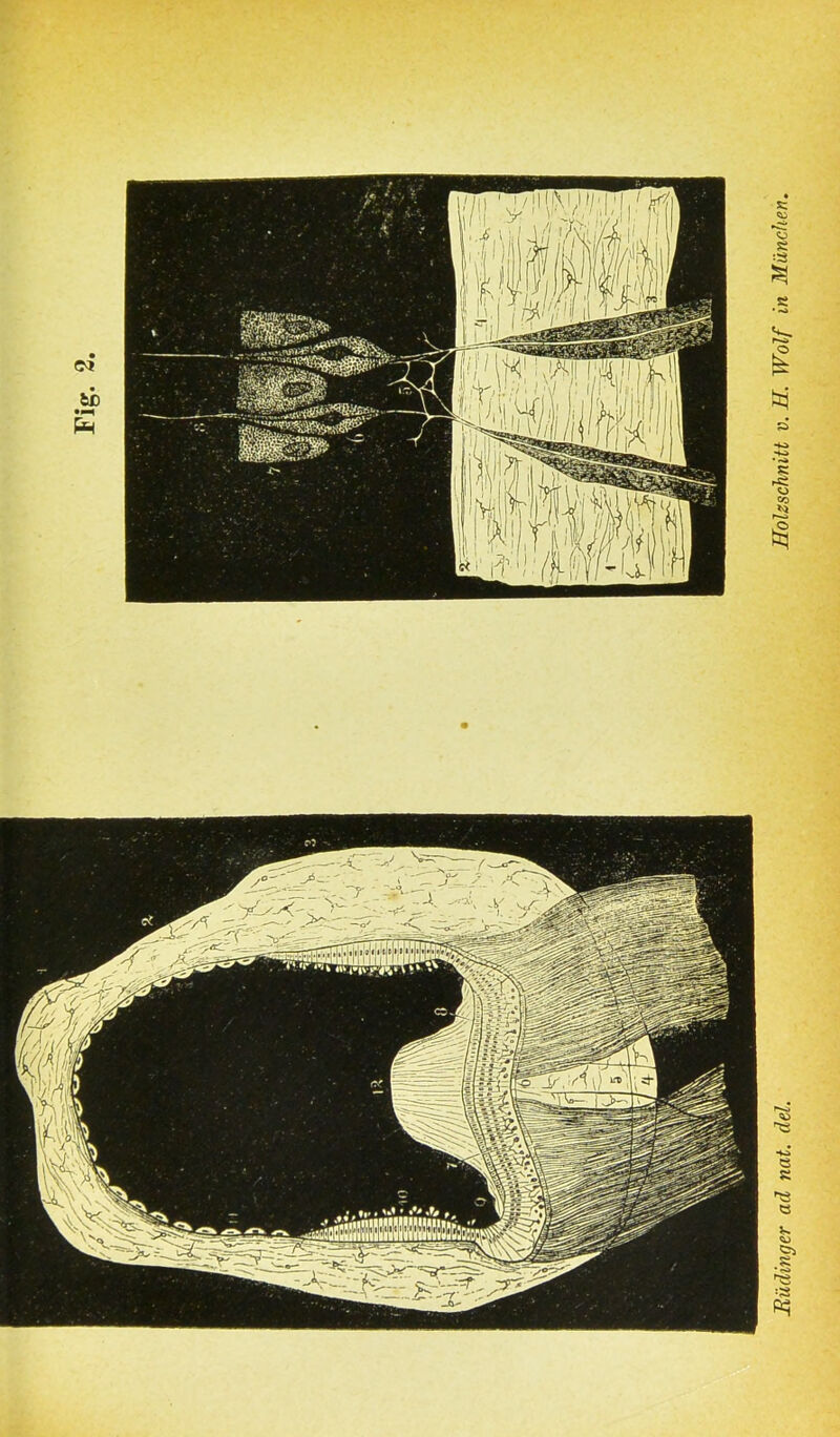 üdinger ad nat. del. Holzschnitt v. H. Wolf in München.