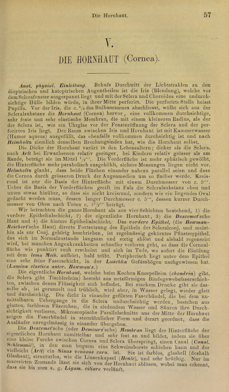 V. DIE HOßNilAÜT (Cornea). Anat. pitysiol. Einleituuy. Behufs Durchtritt der Lichtstrahlen zu den dioptrischcn und katoptrisehen Augentheilen ist die Iris (Blendung), welche vor demSelerafenster ausgespannt liegt und mit derSclera und Choroidea eine undurch- sichtige Hülle bilden würde, in ihrer Mitte perforirt. Die perforirte Stelle heisst Pupilla. Vor der Iris, die c. Ve des Bulbusraumes abschliesst, wölbt sich aus der Scleralsubstanz die Hornhaut (Cornea) hervor, eine vollkommen durchsichtige, sehr feste und sehr elastische Membran, die mit einem kleineren Eadius, als der der Sclera ist, wie ein Uhrglas vor der Fensteröffnung der Sclera und der per- forirten Iris liegt. Der Raum zwischen Iris und Hornhaut ist mit Kammerwasser (Humor aqueus) ausgefüllt, das ebenfalls vollkommen durchsichtig ist und nach Helmholl^s ziemlich denselben Brechungsindex hat, wie die Hornhaut selbst. Die Dicke der Hornhaut variirt in den Lebensaltern; dicker als die Sclera, nach Arll bei Erwachsenen relativ geringer, bei Kindern relativ grösser als am Rande, beträgt sie im Mittel */2'. Die Vorderfläche ist mehr sphärisch gewölbt, die Hinterfläche mehr parabolisch ausgehöhlt, sichere Messungen liegen nicht vor. HelmlioU<s glaubt, dass beide Flächen einander nahezu parallel seien und dass die Cornea durch grösseren Druck der Augenmedien um so flacher werde. Kreis- rund ist nur die Basis der Hinterfläche mit einem Durchmesser von c. 5‘. Ueber die Basis der Vorderflächen greift im Falz die Scleralsubstanz oben und unten etwas hinüber, so dass sie nicht kreisrund, sondern wie ein liegendes Oval gedacht werden muss, dessen langer Durchmesser c. 5', dessen kurzer Durch- messer von Oben nach Unten c. 4>/2' ' beträgt. Wir betrachten die ganze Hornhaut als ans vier Schichten bestehend, I) die vordere Epithelialschicht, 2) die eigentliche Hornhaut, 3) die Descemel’sche Haut und 4) die hintere Epithelialschicht. Das vordere Epithel, (die Bownian— Reichert’sehe, Haut) directe Fortsetzung des Epithels der Scleralconj. und meist- hin als zur Conj. gehörig beschrieben, ist regelmässig gekörntes Pflasterppithel, das sich im Normalzustände langsam und stetig ablöst und alsbald regenerirt wird, bei manchen Augenkrankheiten schneller verloren geht, so dass die Corneal- flilche wie punktirt rauh erscheint und sich im Tode, wo sofort die Einölnng mit dem leina Itleib, aufbört, bald trübt. Peripherisch liegt unter dem Epithel eine sehr feine Faserschicht, in der Luschka Gefässbögen nachgewiesen hat. {Lamina elastica unter. Boniman’s.') Die eigentliche Hornhaut, welche beim Kochen Knorpelleim {chondrin^ gibt) die Sclera gibt Tischlerleim) besteht aus netzförmigen Bindegewebsfaserschich- ten, zwischen denen Flüssigkeit sich befindet. Bei starkem Drucke gibt sie das- selbe ab, ist gerunzelt und trüblich, wird aber, in Wasser gelegt, wieder glatt und durchsichtig. Die dicht in einander gefilzten Faserbündel, die bei dem un- mittelbaren Uebergange in die Sclera undurchsichtig werden, bestehen aus glatten, farblosen Fäserchen, die in siedendem Wasser und Säuren ihre Durch- sichtigkeit verlieren. Mikroscopische Parallelschnitte aus der Mitte der Hornhaut zeigen die haserbündel in sternähnlicher Form und derart geordnet, dass die AuslUuier unregcliiulssig in einander übergeben. H'.®, (oder Hemours’scho) Itlembran liegt der Hinterfläche der eigentlichen Hornhaut unmittelbar und sehr fest an und bildet, indem sie über eine kleine I urclie zwischen Cornea und Sclera überspringt, einen Canal {Canal, lyrhlemnut), m den man bequem eine Schweinsborste schieben kann und der vicueiclit {Arlt) ein .<üihus veno.ms corn. ist. Sie ist farblos, glashell (deshalb Glashaut), striicturlos wie die Linsenkapsel {Heute), und sehr brüchig. Nur im niaceiii en Zustande lässt sie sich von der Hornhaut ablösen, wobei man erkennt, (lass sic bis zum s. g. Uyam. ciliare verläuft.