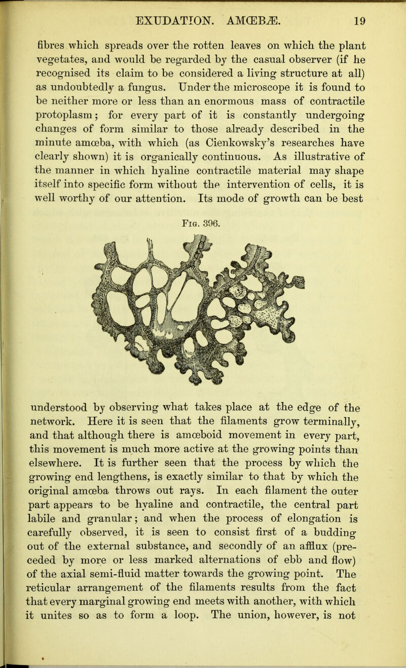 fibres which spreads over the rotten leaves on which the plant vegetates, and would be regarded by the casual observer (if he recognised its claim to be considered a living structure at all) as undoubtedly a fungus. Under the microscope it is found to be neither more or less than an enormous mass of contractile protoplasm; for every part of it is constantly undergoing changes of form similar to those already described in the minute amoeba, with which (as Cienkowsky’s researches have clearly shown) it is organically continuous. As illustrative of the manner in which hyaline contractile material may shape itself into specific form without the intervention of cells, it is well worthy of our attention. Its mode of growth can be best Fig. 396. understood by observing what takes place at the edge of the network. Here it is seen that the filaments grow terminally, and that although there is amoeboid movement in every part, this movement is much more active at the growing points than elsewhere. It is further seen that the process by which the growing end lengthens, is exactly similar to that by which the original amoeba throws out rays. In each filament the outer part appears to be hyaline and contractile, the central part labile and granular; and when the process of elongation is carefully observed, it is seen to consist first of a budding out of the external substance, and secondly of an afflux (pre- ceded by more or less marked alternations of ebb and flow) of the axial semi-fluid matter towards the growing point. The reticular arrangement of the filaments results from the fact that every marginal growing end meets with another, with which it unites so as to form a loop. The union, however, is not