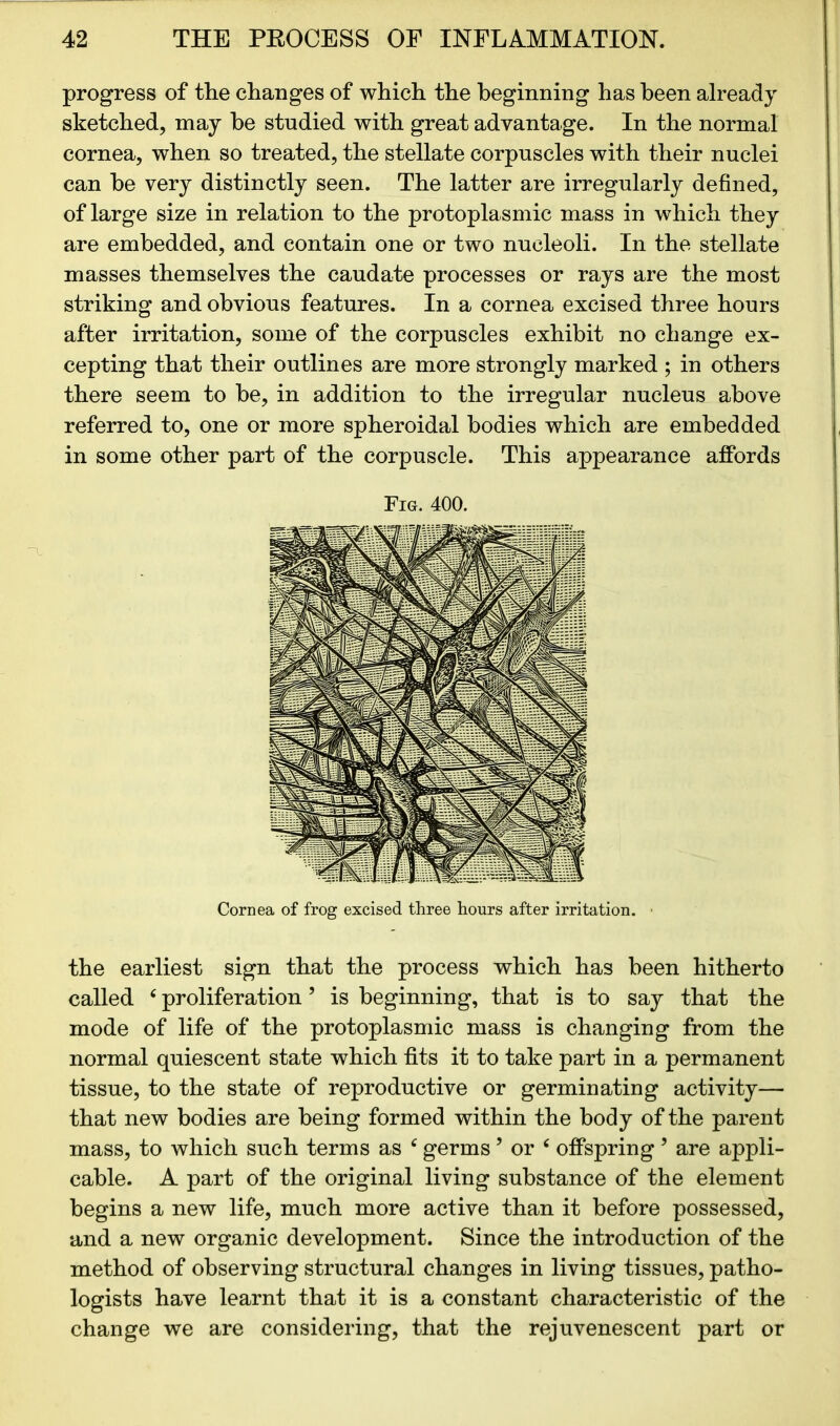 progress of the changes of which the beginning has been already sketched, may be studied with great advantage. In the normal cornea, when so treated, the stellate corpuscles with their nuclei can he very distinctly seen. The latter are irregularly defined, of large size in relation to the protoplasmic mass in which they are embedded, and contain one or two nucleoli. In the stellate masses themselves the caudate processes or rays are the most striking and obvious features. In a cornea excised three hours after irritation, some of the corpuscles exhibit no change ex- cepting that their outlines are more strongly marked ; in others there seem to he, in addition to the irregular nucleus above referred to, one or more spheroidal bodies which are embedded in some other part of the corpuscle. This appearance affords Fig. 400. Cornea of frog excised three hours after irritation. the earliest sign that the process which has been hitherto called 4 proliferation ’ is beginning, that is to say that the mode of life of the protoplasmic mass is changing from the normal quiescent state which fits it to take part in a permanent tissue, to the state of reproductive or germinating activity— that new bodies are being formed within the body of the parent mass, to which such terms as 4 germs ’ or 4 offspring 5 are appli- cable. A part of the original living substance of the element begins a new life, much more active than it before possessed, and a new organic development. Since the introduction of the method of observing structural changes in living tissues, patho- logists have learnt that it is a constant characteristic of the change we are considering, that the rejuvenescent part or