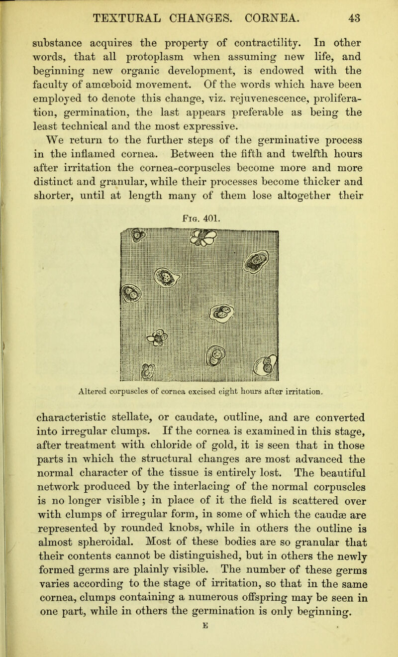 substance acquires the property of contractility. In other words, that all protoplasm when assuming new life, and beginning new organic development, is endowed with the faculty of amoeboid movement. Of the words which have been employed to denote this change, viz. rejuvenescence, prolifera- tion, germination, the last appears preferable as being the least technical and the most expressive. We return to the further steps of the germinative process in the inflamed cornea. Between the fifth and twelfth hours after irritation the cornea-corpuscles become more and more distinct and granular, while their processes become thicker and shorter, until at length many of them lose altogether their Fig. 401. Altered corpuscles of cornea excised eight hours after irritation. characteristic stellate, or caudate, outline, and are converted into irregular clumps. If the cornea is examined in this stage, after treatment with chloride of gold, it is seen that in those parts in which the structural changes are most advanced the normal character of the tissue is entirely lost. The beautiful network produced by the interlacing of the normal corpuscles is no longer visible; in place of it the field is scattered over with clumps of irregular form, in some of which the caudse are represented by rounded knobs, while in others the outline is almost spheroidal. Most of these bodies are so granular that their contents cannot be distinguished, but in others the newly formed germs are plainly visible. The number of these germs varies according to the stage of irritation, so that in the same cornea, clumps containing a numerous offspring may be seen in one part, while in others the germination is only beginning. E