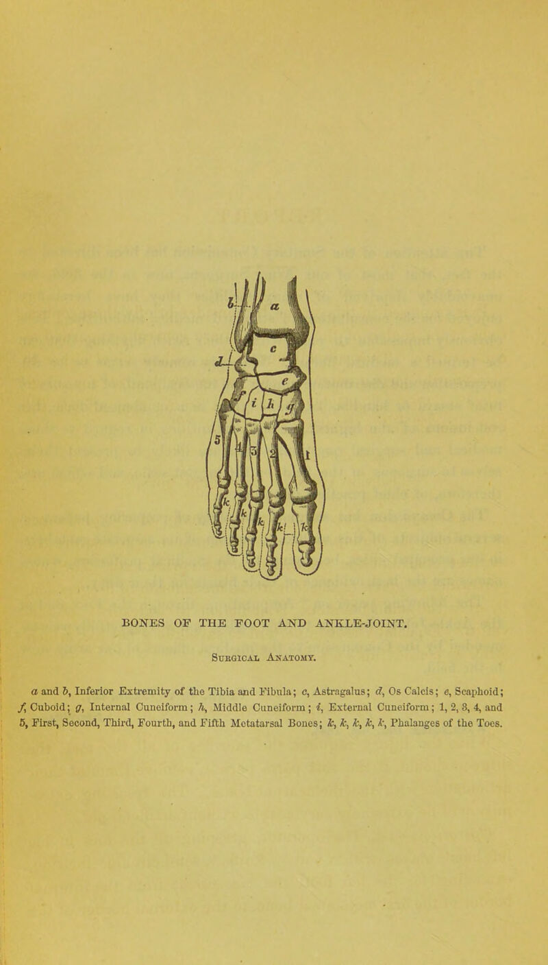 BONES OF THE FOOT AND ANKLE-JOINT. SuEGlCAI. Akatomy. a and 6, Inferior Exti-eniity of the Tibia and Fibula; e, Astragalus; cf, Os Calcis; a, Scaphoid; Cuboid; Internal Cuneiform; A, Middle Cuneiform; i, External Cuneiform; 1, 2, 8, 4, and 5, First, Second, Third, Fourth, and Fifth Metatarsal Bones; A, k, A, A, A, Phalanges of the Toes.