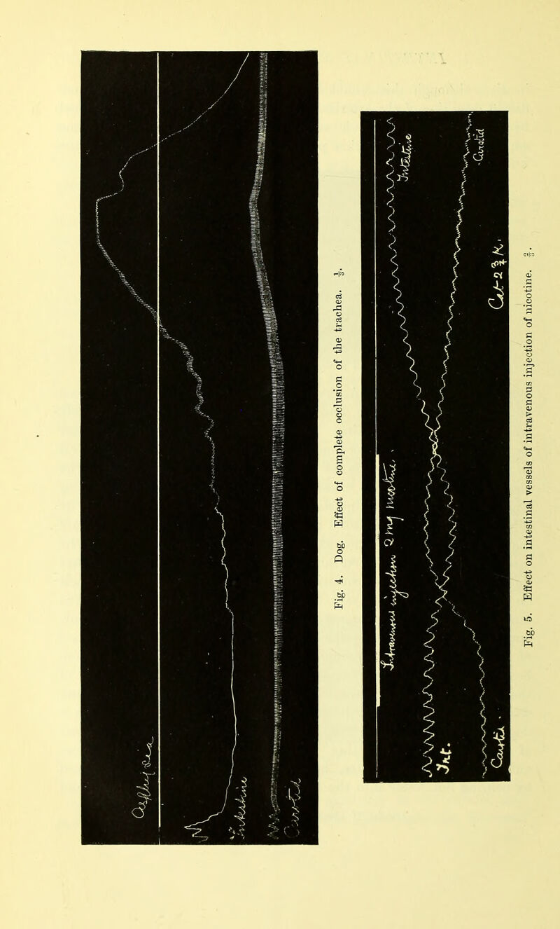 Effect on intestinal vessels of intravenous injection of nicotine.