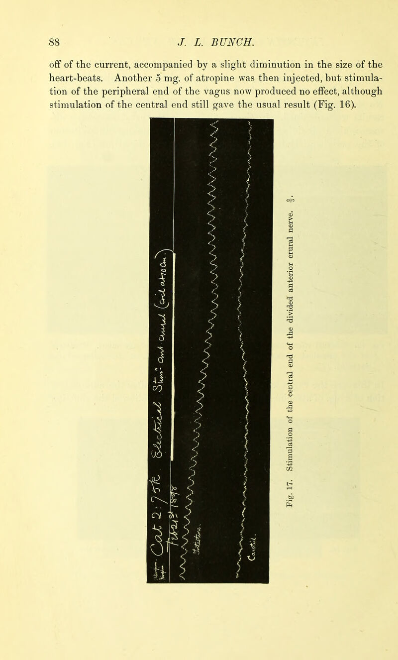 off of the current, accompanied by a slight diminution in the size of the heart-beats. Another 5 mg. of atropine was then injected, but stimula- tion of the peripheral end of the vagus now produced no effect, although stimulation of the central end still gave the usual result (Fig. 16).