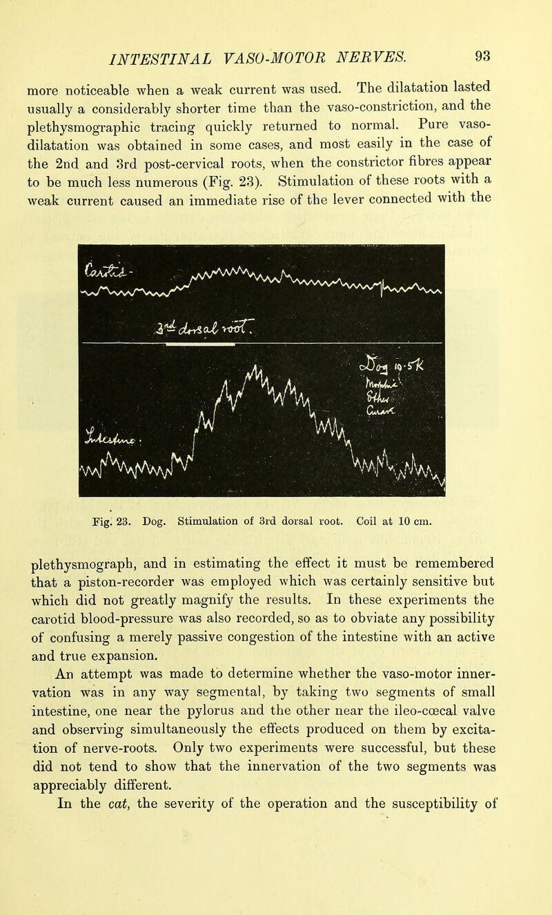 more noticeable when a weak current was used. The dilatation lasted usually a considerably shorter time than the vaso-constriction, and the plethysmographic tracing quickly returned to normal. Pure vaso- dilatation was obtained in some cases, and most easily in the case of the 2nd and 3rd post-cervical roots, when the constrictor fibres appear to be much less numerous (Fig. 23). Stimulation of these roots with a weak current caused an immediate rise of the lever connected with the Fig. 23. Dog. Stimulation of 3rd dorsal root. Coil at 10 cm. plethysmograph, and in estimating the effect it must be remembered that a piston-recorder was employed which was certainly sensitive but which did not greatly magnify the results. In these experiments the carotid blood-pressure was also recorded, so as to obviate any possibility of confusing a merely passive congestion of the intestine with an active and true expansion. An attempt was made to determine whether the vaso-motor inner- vation was in any way segmental, by taking two segments of small intestine, one near the pylorus and the other near the ileo-ccecal valve and observing simultaneously the effects produced on them by excita- tion of nerve-roots. Only two experiments were successful, but these did not tend to show that the innervation of the two segments was appreciably different. In the cat, the severity of the operation and the susceptibility of