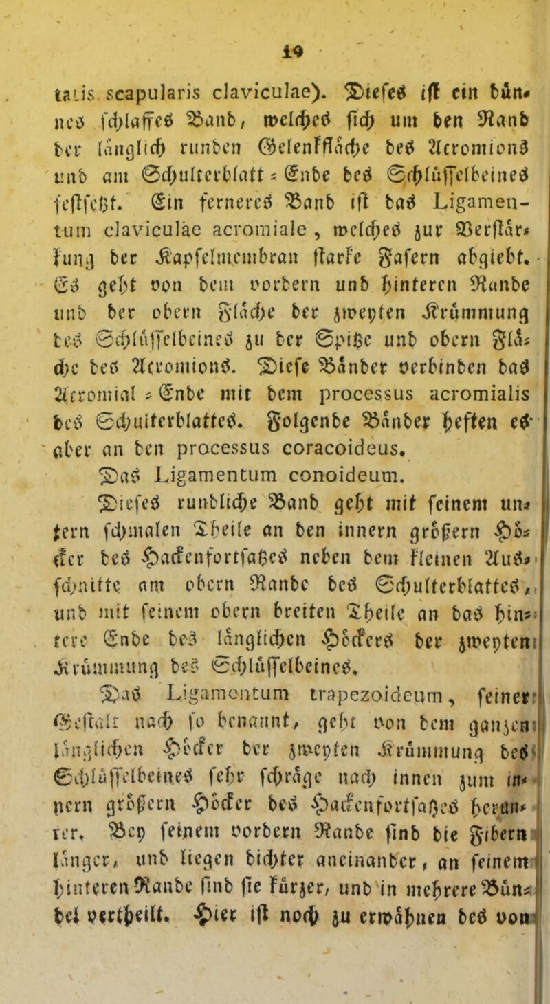 tau's scapularis claviculae). £>tefeb if! cm bin« neb fd>l«ffcö Sbanb, meldjeb ficf> um ben 9tanb bet* länglich runben ©elenfflache beb 2lcrontion3 unb am Schulterblatt ; (5nbe beb 0,<hlüjTelbetneb fcflfd3t. Sin fernered 95anb ifl bab Ligamen- tum claviculae acromialc , mclcheb jur 33erflär* fun«) ber Äapfelntcmbran Harfe gafern abgtebt. - (£b gebt oon bei» oorbern unb hinteren 9$«nbe unb ber obern glad)e ber jmepten dl'rümmung fce-b ©chlüffdbcineb $u ber 0pi$c unb obern gl£s d;e beb 2lcromionb. ®iefe Kanter oerbinben bab 2icromial * Snbe mit bem processus acromialis beb 0d;ulterblatteb. golgenbe Kanter heften eb' aber an ben processus coracoideus. ^Dab Ligamentum conoideum. 2>iefeb runblic&e iöanb gebt mit feinem un* j fern fd>ma(en $bei(e an ben innern grefern $os <fer beb £>a(fenfortfa$eb neben bem Leinen 2lub*' fdjnitte am obern Olanbc beb ©chulterblattcb, unb mit feinem obern breiten Xbeilc an bab hin*: tcre Snbe beb länglichen £>ccfcrb ber jroepteni Krümmung beb 0d;lüffclbcincb. 5)ab Ligamentum trapezoidenm, feiner:! <35 eftalt nach \o benannt, gebt non bem gan&cüij Jan glichen freier ber jmepten Krümmung beb' 0d;lü|yelbeineb fef;r fchrage nach innen jum itu nern großem £>ocfcr beb ^acfcnfortfatyeb herein# rer, ^öep feinem oorbern 9?anbe jlnb bie giberti langer, unb liegen bid>tcr «neinanber, an feinem hinteren ftanbe fmb fie fürjer, unb in mehrere 2$ün? ' bei ocrt&eilL ift noch in ermahnen beb oon