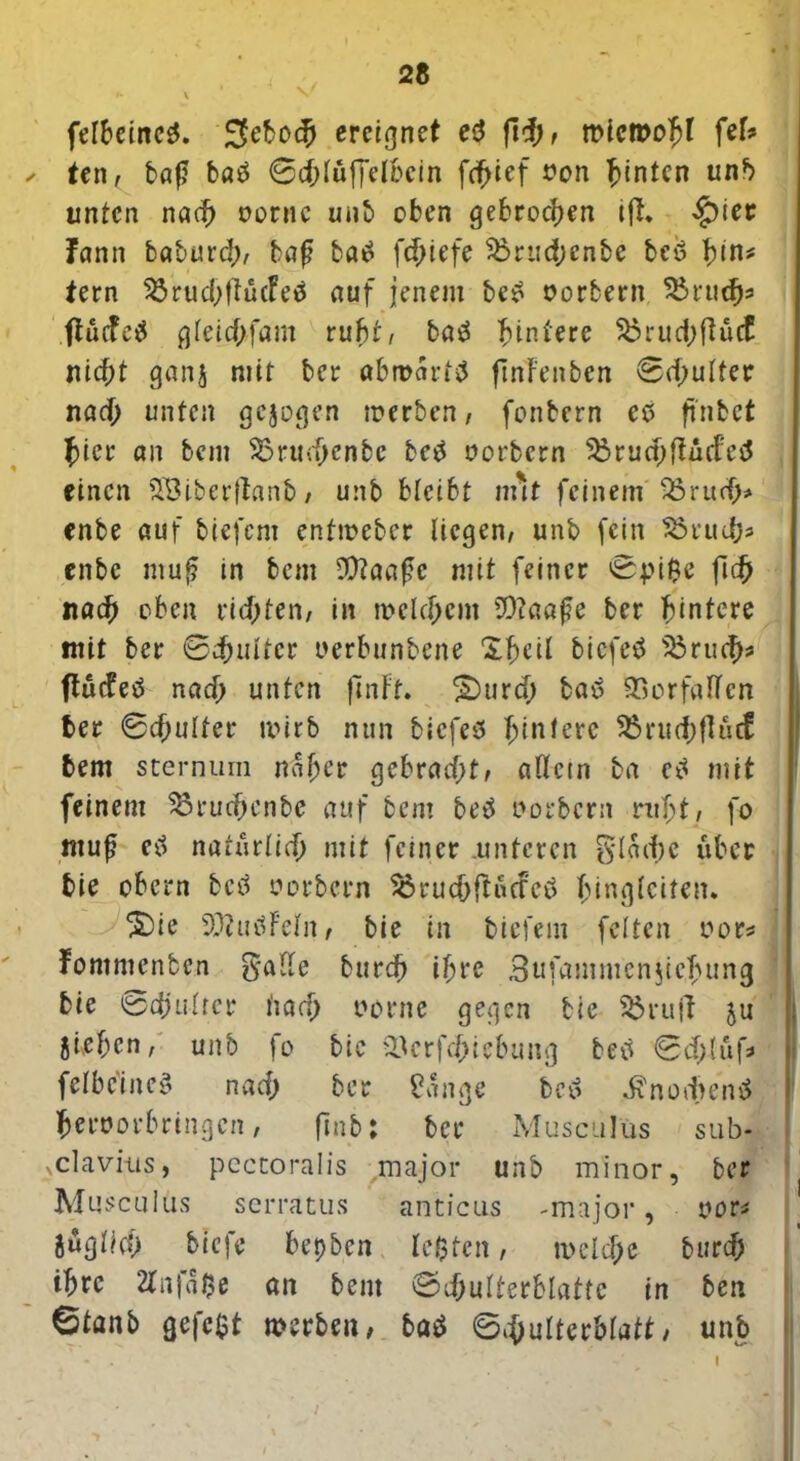 felbeinc^. JJeboch ereignet eä fld;, microofd fek ✓ ten, baf? ba$ 0d;lüffelbein fdjief »on hinten unb unten nad) oornc unb eben gebrochen ift* £iet Fann baburd;, baf? baü fd>iefe $3rudjenbe beö ))in* tern 23rud;fiücfeö auf jenem beü oorbern 'Rnify ftürfetf gleid>fam rubt, baö hintere Skudpftüd nicht ganj mit ber «brodrttf ftnFenben 0d;ulter nad; unten gezogen merben, fenbern co ftnfcct hier an bem $3rud;cnbc betf oorbern 25rud;lFüd:etf einen SBlberftanb / unb bleibt nut feinem 23ru<h* enbe auf biefent enfmeber liegen, unb fein Skudjs enbe muf? in bem 9}?aa£e mit feiner @pi$e ftdj nach eben rtd>ten/ in welchem SOtaafe ber Hintere mit ber 0djultcr uerbunbene Ih^l biefeä s23ruch* ftudetf nad; unten flnFf. 2)urd; baö SÖcrfalTen ber Schulter wirb nun biefeö Hintere $Bru<f)f!utf bem sternum ndf;cr gcbrad;t, allem ba eü mit feinem 33rud;enbe auf bem beö Dorbcrn ruht, fo ntuf etf naturfid) mit feiner .unteren $ldd;e über bie obern bcö uorbern ^rucbftüd'eü (unglciten. £)ie 53ttulFein, bie in tiefem feiten t?or* Fommcnben $alle burch ihre Sufammcnjichung bie Schulter itad> oorne gegen bie Söruft ju jieben, unb fo bie $3crfd>iebung beü Sd;(uf* felbcineg nad; ber Sange beü d?nod>en3 fceroorbringen, finb: ber Musctilüs sub- vcLavius, pcctoralis major unb minor, ber Musculus serratus anticus -majoi’, oor* jügliet) btefe bepben lebten, welche burch ihre Ztnfdfce an bem Schulterblatte in ben &tanb gefegt werben, bat Schulterblatt / unb