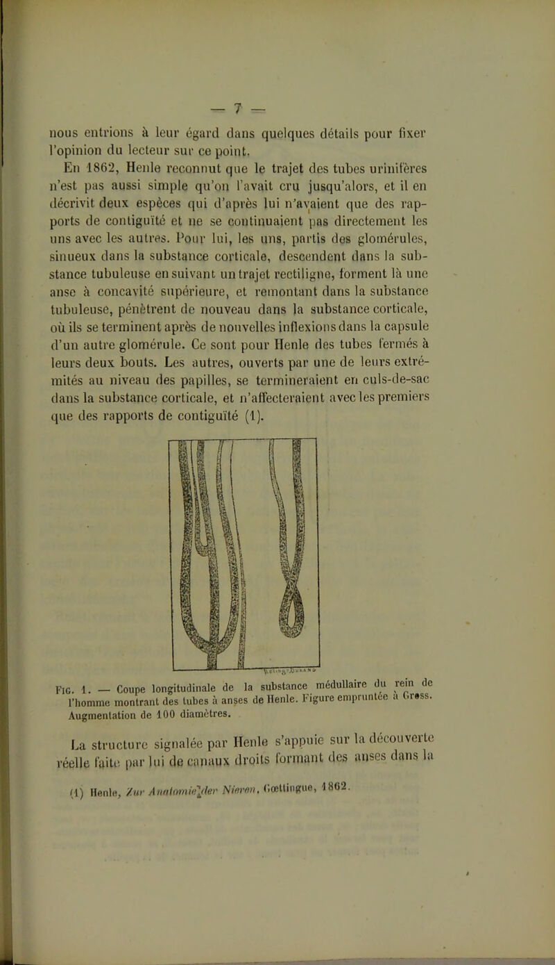 nous entrions à leur égard dans quelques détails pour fixer l’opinion du lecteur sur ce point, En 1862, Henle reconnut que le trajet des tubes urinifères n’est pas aussi simple qu’on l’avait cru jusqu’alors, et il en décrivit deux espèces qui d’après lui n’avaient que des rap- ports de contiguïté et ne se continuaient pas directement les uns avec les autres. Pour lui, les uns, partis dos glomérulcs, sinueux dans la substance corticale, descendent dans la sub- stance tubuleuse ensuivant un trajet rectiligne, forment là une anse à concavité supérieure, et remontant dans la substance tubuleuse, pénètrent de nouveau dans la substance corticale, où ils se terminent après de nouvelles inflexions dans la capsule d’un autre glomérule. Ce sont pour Henle des tubes fermés à leurs deux bouts. Les autres, ouverts par une de leurs extré- mités au niveau des papilles, se termineraient en culs-de-sac dans la substance corticale, et n’affecteraient avec les premiers que des rapports de contiguïté (1). F,G. 1. — Coupe longitudinale de la substance médullaire du rein de l'homme montrant des tubes à anses de Henle. b igure empnintce a Augmentation de 100 diamètres. La structure signalée par Henle s’appuie sur la découverte réelle faite par lui de canaux droits lormant des anses dans la (1) Henle, Xur Amiomie\der Nirnwi, Cœllingue, 1802.