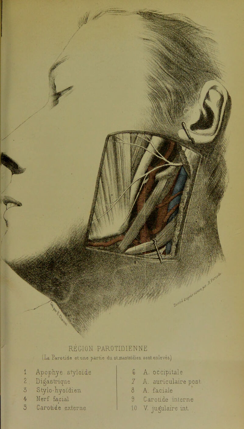 RÉWÜN PAROTIDIENNE (La Parotide et-une partie da st.mastoïdiea sont enlevés.) 1 Apophje slyloide 2 Digaslric[ue 3 Stylo-liyoïdien, 4; Nerf facial 3 Carotide externe G A. occipitale 7 A. auriculaire post. 8 A. faciale 9 Carotide interne 10 V. jugulaire int.