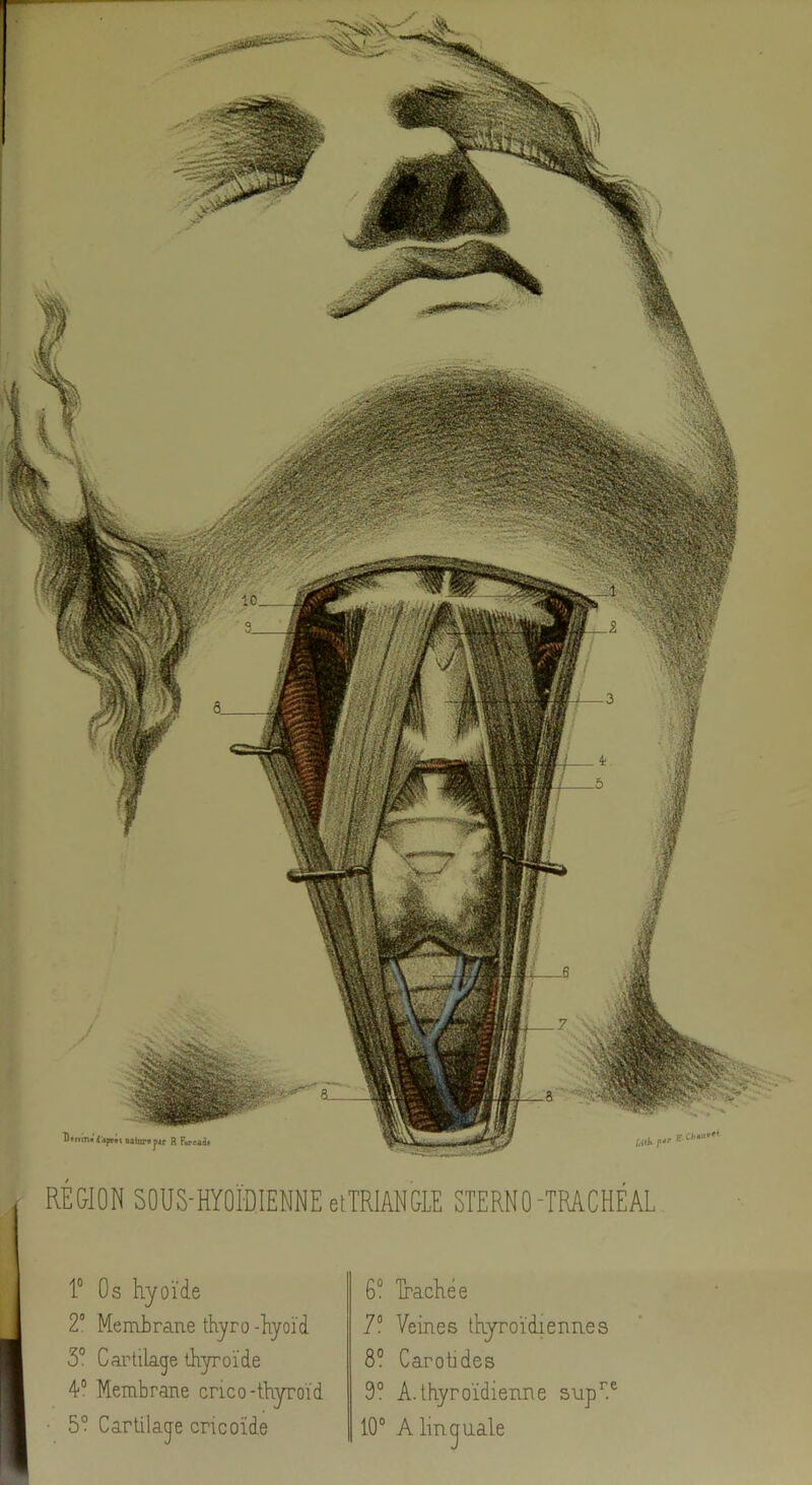 RÉGION SOUS-HYOÏDIENNE etTRlANGLE STERNO-TRACHÉAL 1° Os hyoïde 2° Membrane thyro-hyoïd 3“ Cartilage thyroïde 4° Membrane crico-thyroïd 5° Cartilage cricoïde 6° Trachée 7° Veines thyroïdiennes 8? Carotides 9° A. thyroïdienne supC 10° A linguale
