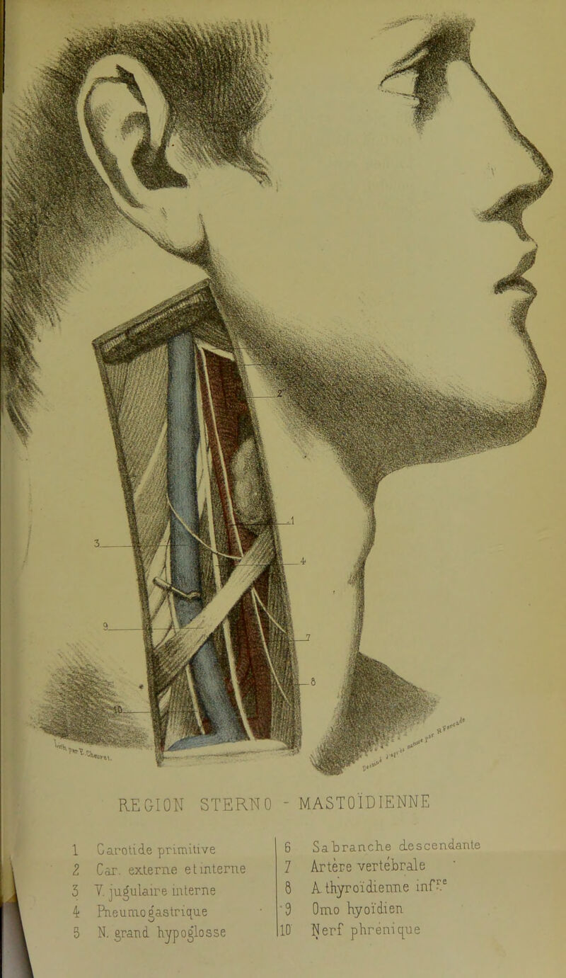 1 Carotide primitive Z Car. externe et interne 3 Y. jugulaire interne 4; Pneumogastrique 5 N. grand hypoglosse 6 Sabranche descendante 7 Artère vertébràle 8 A thyroïdieime infC^ ‘9 Omo hyoïdien 10 Nerf phrenique