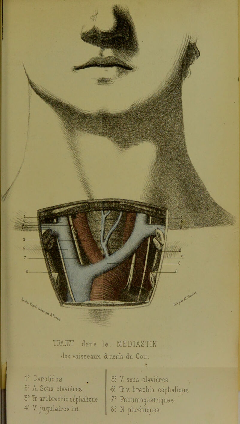 i TRAJET dans le MÉDIASTIN des vaisseaux fit nerfs du Cou:. 1° Carotides 2 A, Soiis-clâvières 5“ Tr.artirachio cépKa]ic[ue 4° V. iuqulaires int. 5“ V. sous clavières ■6“ Tr. V. Erachio céphalique 7“ Pneumogastriques 8? N phréniques