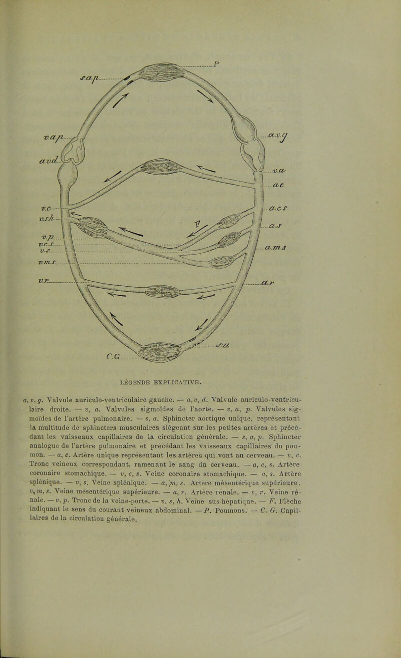 LÉGENDE EXPLICATIVE. a,v,g. Valvule auriculo-ventriculaire gauche. — a,v, d. Valvule auriculo-ventricu- laire droite. — v, a. Valvules sigmoïdes de l’aorte. — v, a, p. Valvules sig- moïdes de l’artère pulmonaire. — s, a. Sphincter aortique unique, représentant la multitude de sphincters musculaires siégeant sur les petites artères et précé- dant les vaisseaux capillaires de la circulation générale. — s, a, p. Sphincter analogue de l’artère pulmonaire et précédant les vaisseaux capillaires du pou- mon. — a, c. Artère unique représentant les artères qui vont au cerveau. — v, e. Tronc veineux correspondant, ramenant le sang du cerveau. — a, c, s. Artère coronaire stomachique.— v,c,s. Veine coronaire stomachique. — a, s. Artère splénique. —u, s. Veine splénique. —a, [tn,s. Artère mésentérique supérieure. v,m,s. Veine mésentérique supérieure. — a, r. Artère rénale. — u, r. Veine ré- nale. — V, p. Tronc de la veine-porte. — v, s, h. Veine sus-hépatique. — F. Flèche indiquant le sens du courant veineux abdominal. —P. Poumons. — C. G. Capil- laires de la circulation générale.