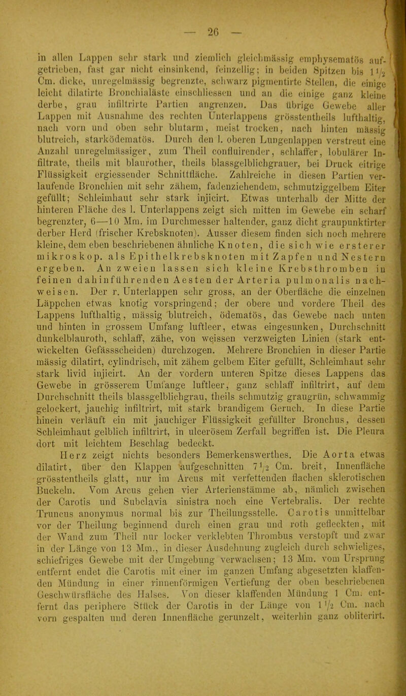 — 2G — in allen liappen selir stark nml zienilicli gleiclimässig empliysematös auf- getrieben, fast gar nicht einsinkeml, fciiizellig; in beiden Spitzen bis 11/2 Cm. dicke, unregelmässig begrenzte, schwarz pigmentirte Stellen, die einige leicht dilatirte Bronchialäste einschliessen und an die einige ganz kleine derbe, grau intillrirte Partien angrenzen. Das übrige Gewebe aller Lappen mit Ausnahme des rechten Unterlappens grösstentheils lufthaltig, nach vorn und oben sehr blutarm, meist trocken, nach hinten mässig blutreich, starködematös. Durch den 1. oberen Lungenlappen verstreut eine Anzahl unregelmässiger, zum Theil contluirender, schlaffer, lobulärer In- filtrate, theils mit blaurother, Iheils blassgelblichgrauer, bei Druck eitrige Flüssigkeit ergiessender Schnitttläche. Zahlreiche in diesen Partien ver- laufende Bronchien mit sehr zähem, fadenziehendem, schmutziggelbera Eiter gefüllt; Schleimhaut sehr stark injicirt. Etwas unterhalb der Mitte der hinteren Fläche des 1. Unterlappens zeigt sich mitten im Gewebe ein scharf begrenzter, 6—10 Mm. im Durchmesser haltender, ganz dicht graupunktirter derber Herd (frischer Krebsknoten). Ausser diesem finden sich noch mehrere kleine, dem eben beschriebenen ähnliche Knoten, d i e s i c h w i e ersterer m i k !• 0 s k 0 p. a 1 s E p i t h e 1 k r e b s k n 01 e n m i t Z a p f e n u n d N e s t e r u ergeben. An zweien lassen sich kleine Krebsthromben in feinen dahinführe 11 den Aeste 11 der Arteria pu 1 m0na 1 is nach- weisen. Der r. Uuterlappen sehr gross, an der Oberfläche die einzelnen Läppchen etwas knotig vorspringend; der obere und vordere Theil des Lappens lufthaltig, mässig blutreich, ödematös, das Gewebe nach unten und hinten in grossem Umfang luftleer, etwas eingesunken, Durchschnitt dunkelblauroth, schlaff, zähe, von weissen verzweigten Linien (stark ent- wickelten Gefässscheiden) durchzogen. Mehrere Bronchien in dieser Partie mässig dilatirt, cylindrisch, mit zähem gelbem Eiter gefüllt, Schleimhaut sehr stark livid injicirt. Au der vordem unteren Spitze dieses Lappens das Gewebe in grösserem Umfange luftleer, ganz schlaff infiltrirt, auf dem Durchschnitt theils blassgelblichgrau, theils schmutzig graugrün, schwammig gelockert, jauchig infiltrirt, mit stark brandigem Geruch. In diese Partie hinein verläuft ein mit jauchiger Flüssigkeit gefüllter Bronchus, dessen Schleimhaut gelblich infiltrirt, in ulcerösem Zerfall begriffen ist. Die Pleura dort mit leichtem Beschlag bedeckt. Herz zeigt nichts besonders Bemerkeuswerthes. Die Aorta etwas dilatirt, über den Klappen '•aufgeschnitten l^;-2 Cm. breit, Innenfläche grösstentheils glatt, nur im Arcus mit verfettenden flachen sklerotischen Buckeln. Vom Arcus gehen vier Arterienstämrae ab, nämlich zwischen der Carotis und Subclavia sinistra noch eine Vertebralis. Der rechte Truncus anonymus normal bis zur Theilungsstelle. Carotis unmittelbar vor der Theilung beginnend durch einen grau und roth gefleckten, mit der Wand zum Theil nur locker verklebten Thrombus verstopft und zwar in der Länge von 13 IMm., in dieser Ausdehnung zugleich durch schwieliges, schiefriges Gewebe mit der Umgebung verwachsen; 13 Mm. vom Ursprung entfernt endet die Carotis mit einer im ganzen Umfang abgesetzten klaffen- den Mündung in einer rinneuförmigen Vertiefung der oben beschriebenen Geschwürsfläche des Halses. Von dieser klaffenden Mündung 1 Cm. ent- fernt das peiiphere Stück der Carotis in der Länge von 1 '/-2 Cm. nach vorn gespalten und deren Innenfläche gerunzelt, weiterhin ganz obliterirt.