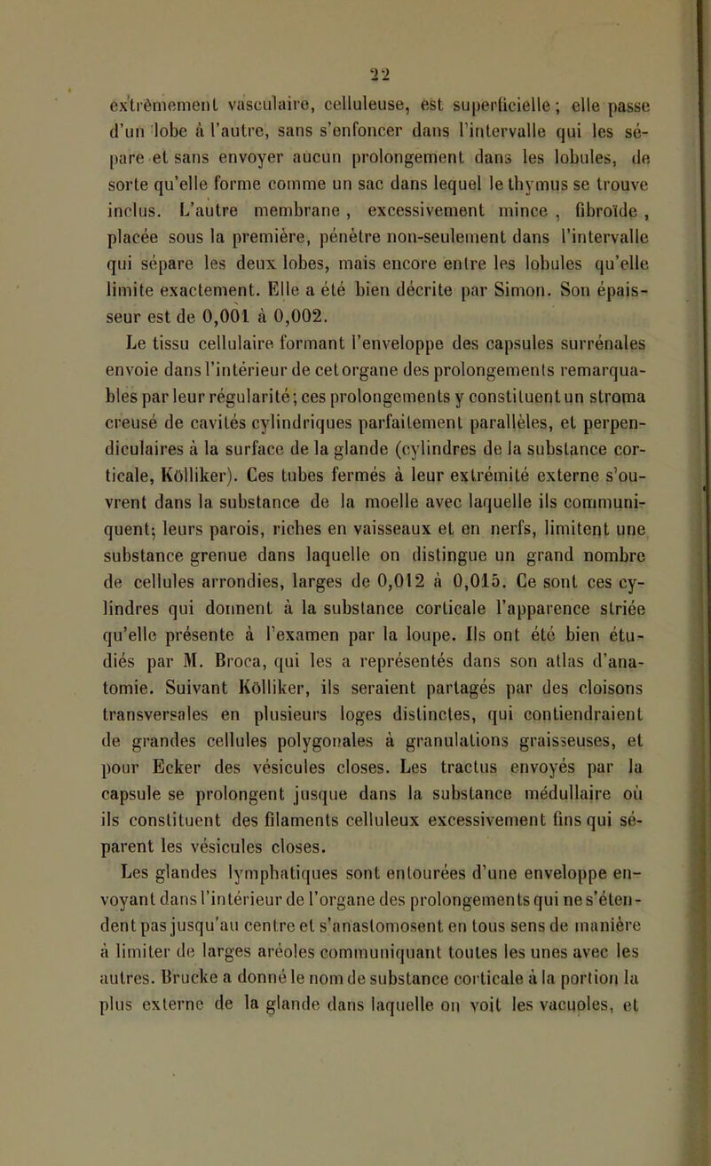 ex'tièmernenl vasculaire, celluleuse, est superücielle ; elle passe (l’un lobe à l’autre, sans s’enfoncer dans rintervalle qui les sé- pare et sans envoyer aucun prolongement dans les lobules, de sorte qu’elle forme comme un sac dans lequel le thymus se trouve inclus. L’autre membrane , excessivement mince , Gbroïde , placée sous la première, pénètre non-seulement dans l’intervalle qui sépare les deux lobes, mais encore entre les lobules qu’elle limite exactement. Elle a été bien décrite par Simon. Son épais- seur est de 0,001 à 0,002. Le tissu cellulaire formant l’enveloppe des capsules surrénales envoie dans l’intérieur de cetorgane des prolongements remarqua- bles par leur régularité ; ces prolongements y constituent un stroma creusé de cavités cylindriques parfaitement parallèles, et perpen- diculaires à la surface de la glande (cylindres de la substance cor- ticale, Kolliker). Ces tubes fermés à leur extrémité externe s’ou- vrent dans la substance de la moelle avec laquelle ils communi- quent; leurs parois, riches en vaisseaux et en nerfs, limitent une substance grenue dans laquelle on distingue un grand nombre de cellules arrondies, larges de 0,012 à 0,015. Ce sont ces cy- lindres qui donnent à la substance corticale l’apparence striée qu’elle présente à l’examen par la loupe. Ils ont été bien étu- diés par M. Broca, qui les a représentés dans son atlas d’ana- tomie. Suivant Kôlliker, ils seraient partagés par des cloisons transversales en plusieurs loges distinctes, qui contiendraient de grandes cellules polygonales à granulations graisseuses, et pour Ecker des vésicules closes. Les tractus envoyés par la capsule se prolongent jusque dans la substance médullaire où ils constituent des Glamenls celluleux excessivement lins qui sé- parent les vésicules closes. Les glandes lymphatiques sont entourées d’une enveloppe en- voyant dans l’intérieur de l’organe des prolongements qui ne s’éten- dent pas jusqu'au centre et s’anastomosent en tous sens de manière à limiter de larges aréoles communiquant toutes les unes avec les autres. Brucke a donné le nom de substance corticale à la portion la plus externe de la glande dans laquelle on voit les vacuoles, et