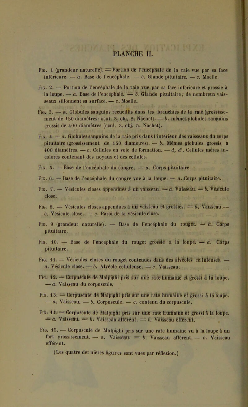 Fig. 1 (grandeur naturelle). — Portion de reiicëpKâlë de la raie vue par sa face inférieure. — a. Base de l’encéphale. — b. Glande pituitaire. — c. Moelle. Fig. 2. — Portion de l’encéphale de la raie vue par sa face inférieure et grossie à la loupe. — a. Base de l’encéphale. — b. Glande pituitaire; de nombreux vais- seaux sillonnent sa surface.— c. Moelle. Fig. 3. — a. Globules sanguins recueillis dans les branchies de la raie (grossisse- ment de 150 diamètres; ocul. 3, obj. 2. Nachet). — b. mêmes globules sanguins grossis de 400 diamètres (ocul. 3, obj. 5. Nachet). Fig. 4. — a. Globules sanguins de la raie pris dans l’intérieur des vaisseaux du corps pituitaire (grossissement de 150 diamètres). — b. Mêmes globules grossis à 400 diamètres. — c. Cellules eu voie de formation. — d, d'. Cellules mères in- colores contenant des noyaux et des cellules. Fig. 5. — Base de l’encéphale du congre. — a. Corps pituitaire. Fig. 6. — Base de l’encéphale du cougre vue à la loupe. — a. Corps pituitaire. Fig. 7. — Vésicules closes appehducs à uü vaisseau. à. Vaisseau. — b. Vésicule close. Fig. 8. — Vésicules closes appendues à un vdisséàu ët grossies. — ft. Vaissèau,— b. Vésicule close. — c. Paroi de la vésicule close. Fig. 9 (grandeur naturelle). — Base de l'eucéphale du rougët. — à. Cdrps pituitaire. Fig. 10. — Base de l’encéphale du rouget grossie à la loupe. — a. Cdrps pituitaire. Fig. 11. — Vésicules closes du rouget contenues daüs des dlvéolëS cèllüléiises. — a. Vésicule close. —b. Alvéole celluleuse. —c. Vaisseau. Fig. 12: -=- Corpüéëulë dé Malpiglii pri^ SÜr unè rate hiiinaiüe et grdssi à la loiipe. — a. Vaisgeau du corpuscule. Fig. 13. — Corpuscule de Malj)igHi prià sur uhe râte hurriâiflè ët grdssi à ia Idupè. — a. Vaisseau. — b. Corpuscule. — c. contenu du corpuscule. Fig. 14; — Corpuscule de Malpighi pris sur üile rate hbidaine et grossi S la loupe. — O; Vaisseau. — b; Vaisseau afférebt. —= 6. Vaisseau efféréül. Fig. 15. — Corpuscule de Malpighi pris sur une rate humaine vu à la loupe à uu fort grossissement. — a. Vaisseau. = b. Vaisseau afférent. — c. Vaisseau efférent. (Les quatre dernières figures sont vues par réflexion.)