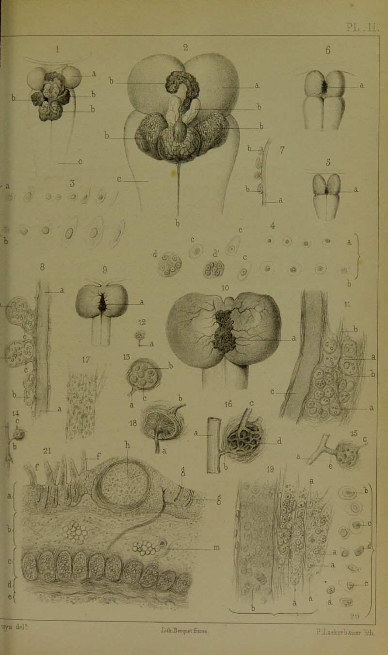 PI,. II. lys del> X.lth.Sec^ol frèrea P iackcrbaucr lilli.