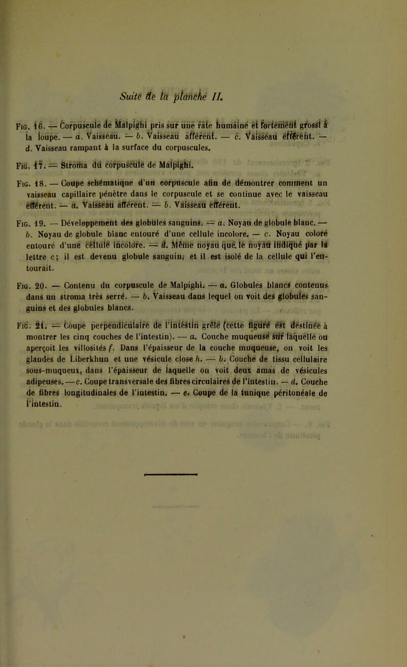 Fig. 16. 4- Corpnkiiie de iMalpi^hi pris sur iinè râle iinmàinë ei fpriëtHëtil grossi ^ ia ioupê. — O. Vaisseau. — h. Vaisseau àftérënt. — c. Vàis'séad éifîtèfit. — d. Vaisseau rampant à la surface du corpuscules. Fig. 1?. — Strottia dd cofpuscüié de Maipighi. ' ■ ■y? Fig. iS. — Coupe schématique d’un corpuscule afln de démontrer comment un vaisseau capillaire pénètre dans le corpuscule et se continue avec le vaisseau ëltéreiu. — a. VaisSéàü àfférënt. — b. Vdisseab ëfrérent.  Fio. 19. — Développeméhl des globules sanguins. — a: Noyau de globule blanc. — b. Noyau de globule blanc entouré d’une cellule incolore. — c. Noyau coloré entouré d’une fcêlldlë incoldre. — d. Mêttlè ndÿaü duè.lë hoÿàd IHfll^bé par Id lettre c ; il est devenu globule sanguinj et il est isolé de la cellule qui l’en- tourait. Fio. 20. — Contenu du corpuscule de Malpighi. — a. Globules blancs contenus dans un stroma très serré. — b. Vaisseau dans lequel on voit des globules san- guins et des globules blancs. ^ Fi6. 21. — Coupe perpendiculaire de l’inlêâtlri grêlé (fcétte figtité éit dëstiriéë à montrer les cinq couches de l’intestin). — a. Couche muqueusë Sdf Ihqueilë on aperçoit les villosités f. Dans l’épaisseur de la couche muqueuse, ou voit les glandes de Liberkhun et une vésicule close h, — bi Couche de tissu cellulaire sous-muqueui, dans l’épaisseur de laquelle on voit deui amas de vésicules adipeuses. — c. Coupe transversale des fibres circulaires de l'intestin. — d. Couche de fibres longitudinales de l’intestin.- — e. Coupe de la tunique péritonéale de l’intestin.