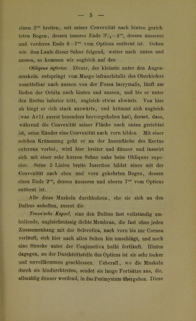 einen 3' breiten, mit seiner Convexität nach hinten gerich- teten Bogen, dessen inneres Ende 3‘/a— 4'“, dessen äusseres und vorderes Ende 6-7'“ vom Opticus entfernt ist. Gehen wir, dem Laufe dieser Sehne folgend, weiter nach unten und aussen, so kommen wir sogleich auf den Obliquus inferior. Dieser, der kleinste unter den Augen- muskeln, entspringt vom Margo infraorbitalis des Oberkiefers unmittelbar nach aussen von der Fossa lacrymalis, läuft am Boden der Orbita nach hinten und aussen, und bis er unter den Rectus inferior tritt, zugleich etwas abwärts. Von hier ab biegt er sich stark auswärts, und krümmt sich zugleich (was Arlt zuerst besonders hervorgehoben hat), derart, dass, während die Convexität seiner Fläche nach unten gerichtet ist, seine Ränder eine Convexität nach vorn bilden. Mit einer solchen Krümmung geht er au der Innenfläche des Rectus externus vorbei, wird hier breiter und dünner und inserirt sich mit einer sehr kurzen Sehne nahe beim Obliquus Supe- rior. Seine 5 Linien breite Insertion bildet einen mit der Convexität nach oben und vorn gekehrten Bogen, dessen eines Ende 2'“, dessen äusseres und oberes 7“' vom Opticus entfernt ist. Alle diese Muskeln durchbohren, ehe sie sich an den Bulbus auheften, zuerst die Tenon'sche Kapsel, eine den Bulbus fast vollständig um- hüllende, ungleichmässig dichte Membran, die fast ohne jeden Zusammenhang mit der Sclerotica, nach vorn bis zur Cornea verläuft, sich hier nach allen Seiten hin umschlägt, und noch eine Strecke unter der Conjunctiva bulbi fortläuft. Hinten dagegen, an der Durchtrittstelle des Opticus ist sie sehr locker und unvollkommen geschlossen. Ueberall, wo die Muskeln durch sie hindurchtreten, sendet sie lange Fortsätze aus, die, allmählig dünner werdend, in das Perimysium übergehen. Diese