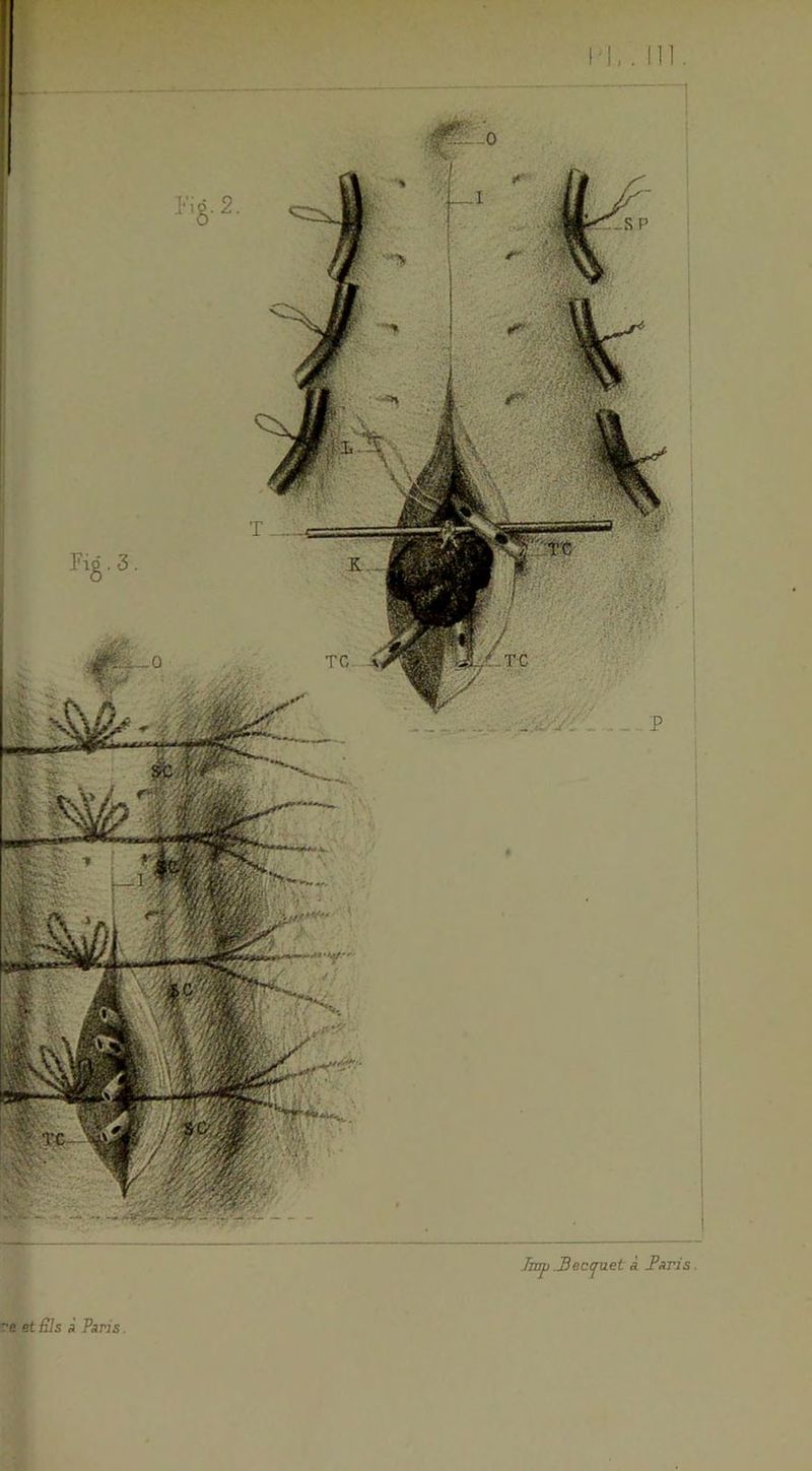 lmp ,3ec(^uet à £aris