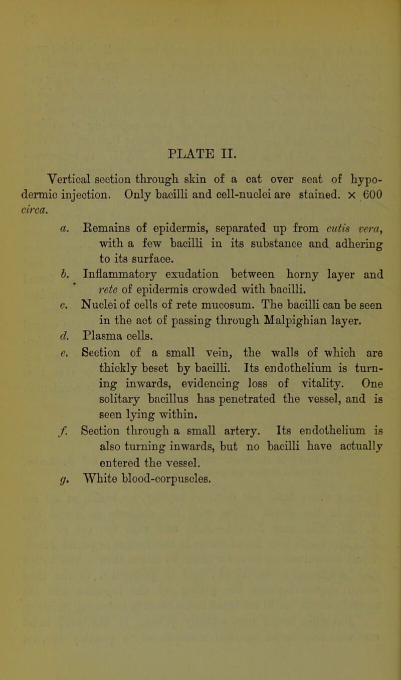 PLATE II. Vertical section through, skin of a cat over seat of hypo- dermic injection. Only bacilli and cell-nuclei are stained, x 600 circa. a. Remains of epidermis, separated up from cutis vera, with a few bacilli in its substance and adhering to its surface. b. Inflammatory exudation between horny layer and rete of epidermis crowded with bacilli. c. Nuclei of cells of rete mucosum. The bacilli can he seen in the act of passing through Malpighian layer. d. Plasma cells. e. Section of a small vein, the walls of which are thickly beset by bacilli. Its endothelium is turn- ing inwards, evidencing loss of vitality. One solitary bacillus has penetrated the vessel, and is seen lying within. /. Section through a small artery. Its endothelium is also turning inwards, but no bacilli have actually entered the vessel. g. White blood-corpuscles.