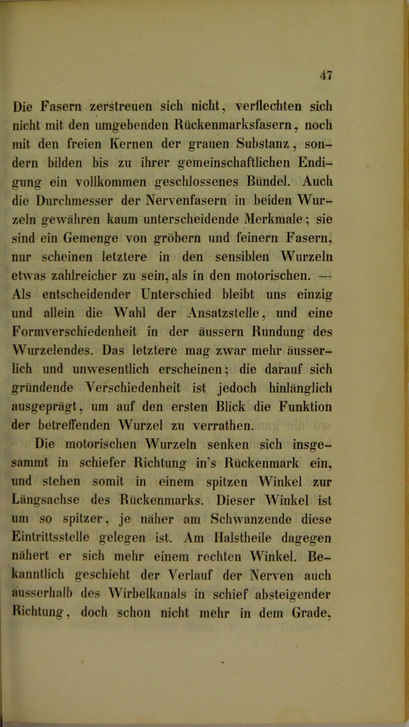 Die Fasern zerstreuen sich nicht, verflechten sich nicht mit den umgebenden Rückenmarksfasern, nocli mit den freien Kernen der grauen Substanz, son- dern bilden bis zu ihrer gemeinschaftlichen Endi- gung ein vollkommen geschlossenes Bündel. Auch die Durchmesser der Nervenfasern in beiden Wur- zeln gewahren kaum unterscheidende Merkmale; sie sind ein Gemenge von gröbern und feinem Fasern, nur scheinen letztere in den sensiblen Wurzeln etwas zahlreicher zu sein, als in den motorischen. — Als entscheidender Unterschied bleibt uns einzig und allein die Wahl der Ansatzstelle, und eine Formverschiedenheit in der äussern Rundung des Wurzelendes. Das letztere mag zwar mehr äusser- lich und unwesentlich erscheinen; die darauf sich gründende Verschiedenheit ist jedoch hinlänglich ausgeprägt, um auf den ersten Blick die Funktion der betreffenden Wurzel zu verrathen. Die motorischen Wurzeln senken sich insge- sammt in schiefer Richtung in’s Rückenmark ein, und stehen somit in einem spitzen Winkel zur Längsachse des Rückenmarks. Dieser Winkel ist um so spitzer, je näher am Schwanzende diese Eintrittsstelle gelegen ist. Am Halstheile dagegen nähert er sich mehr einem rechten Winkel. Be- kanntlich geschieht der Verlauf der Nerven auch ausserhalb des Wirbelkanals in schief absteigender Richtung, doch schon nicht mehr in dem Grade,