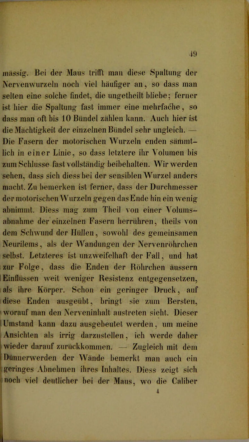 massig. Bei der Maus trifft mail diese Spaltung der Nervenwurzeln noch viel häufiger an, so dass man selten eine solche findet, die ungetheilt bliebe; ferner ist hier die Spaltung fast immer eine mehrfache, so dass man oft bis 10 Bündel zählen kann. Auch hier ist die Mächtigkeit der einzelnen Bündel sehr ungleich. — Die Fasern der motorischen Wurzeln enden sämmt- lich in einer Linie, so dass letztere ihr Volumen his zum Schlüsse fast vollständig beibehalten. Wir werden sehen, dass sich diessbei der sensiblen Wurzel anders macht. Zu bemerken ist ferner, dass der Durchmesser der motorischen Wurzeln gegen das Ende hin ein wenig abnimmt. Diess mag zum Theil von einer Volums- abnahme der einzelnen Fasern herrühren, theils von dem Schwund der Hüllen, sowohl des gemeinsamen Neurilems, als der Wandungen der Nervenröhrchen selbst. Letzteres ist unzweifelhaft der Fall, und hat zur Folge, dass die Enden der Röhrchen äussern I Einflüssen weit weniger Resistenz entgegensetzen, als ihre Körper. Schon ein geringer Druck, auf diese Enden ausgeübt, bringt sie zum Bersten, worauf man den Nerveninhalt austreten sieht. Dieser ;; Umstand kann dazu ausgebeutel werden, um meine Ansichten als irrig darzustellen, ich werde daher wieder darauf zurückkommen. — Zugleich mit dem i Dünnerwerden der Wände bemerkt man auch ein .geringes Abnehmen ihres Inhaltes. Diess zeigt sich noch viel deutlicher bei der Maus, wo die Caliber 4