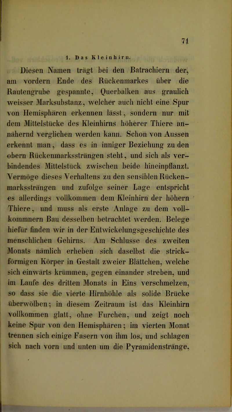 1. Das K 1 e i n b i r n. Diesen Namen trägt bei den Batrachiern der, am vordem Ende des Rückenmarkes über die Rautengrube gespannte, Querbalken aus graulich weisser Marksubstanz, welcher auch nicht eine Spur von Hemisphären erkennen lässt, sondern nur mit dem Mittelstücke des Kleinhirns höherer Thiere an- nähernd verglichen werden kann. Schon von Aussen erkennt man, dass es in inniger Beziehung zu den obern Rückenmarkssträngen steht, und sich als ver- bindendes Mittelstück zwischen beide hineinpflanzt. Vermöge dieses Verhaltens zu den sensiblen Rücken- markssträngen und zufolge seiner Lage entspricht es allerdings vollkommen dem Kleinhirn der hohem Thiere, und muss als erste Anlage zu dem voll- kommnern Bau desselben betrachtet werden. Belege liiefür finden wir in der Entwickelungsgeschichte des menschlichen Gehirns. Am Schlüsse des zweiten Monats nämlich erheben sich daselbst die strick- förmigen Körper in Gestalt zweier Blättchen, welche sich einwärts krümmen, gegen einander streben, und im Laufe des dritten Monats in Eins verschmelzen, so dass sie die vierte Hirnhöhle als solide Brücke überwölben; in diesem Zeitraum ist das Kleinhirn vollkommen glatt, ohne Furchen, und zeigt noch keine Spur von den Hemisphären; im vierten Monat trennen sich einige Fasern von ihm los, und schlagen sich nach vorn und unten um die Pyramidenstränge.,