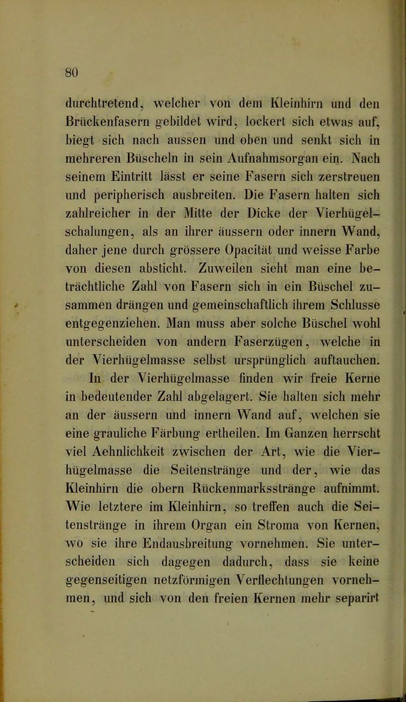 durchtretend, welcher von dem Kleinhirn und den Brückenfasern gebildet wird, lockert sich etwas auf, biegt sich nach aussen und oben und senkt sich in mehreren Büscheln in sein Aufnahmsorgan ein. Nach seinem Eintritt lässt er seine Fasern sich zerstreuen und peripherisch ausbreiten. Die Fasern halten sich zahlreicher in der Mitte der Dicke der Vierhügel- schalungen, als an ihrer äussern oder innern Wand, daher jene durch grössere Opacität und weisse Farbe von diesen absticht. Zuweilen sieht man eine be- trächtliche Zahl von Fasern sich in ein Büschel zu- sammen drängen und gemeinschaftlich ihrem Schlüsse entgegenziehen. Man muss aber solche Büschel wohl unterscheiden von andern Faserzügen, welche in der Vierhügelmasse selbst ursprünglich auftauchen. In der Vierhügelmasse finden wir freie Kerne in bedeutender Zahl abgelagert. Sie halten sich mehr an der äussern und innern Wand auf, welchen sie eine grauliche Färbung ertheilen. Im Ganzen herrscht viel Aehnlichkeit zwischen der Art, wie die Vier- hügelmasse die Seitenstränge und der, wie das Kleinhirn die obern Rückenmarksstränge aufnimmt. Wie letztere im Kleinhirn, so IrelTen auch die Sei- tenstränge in ihrem Organ ein Stroma von Kernen, wo sie ihre Endausbreitung vornehmen. Sie unter- scheiden sich dagegen dadurch, dass sie keine gegenseitigen netzförmigen Verflechtungen vorneh- men, und sich von den freien Kernen mehr separirt