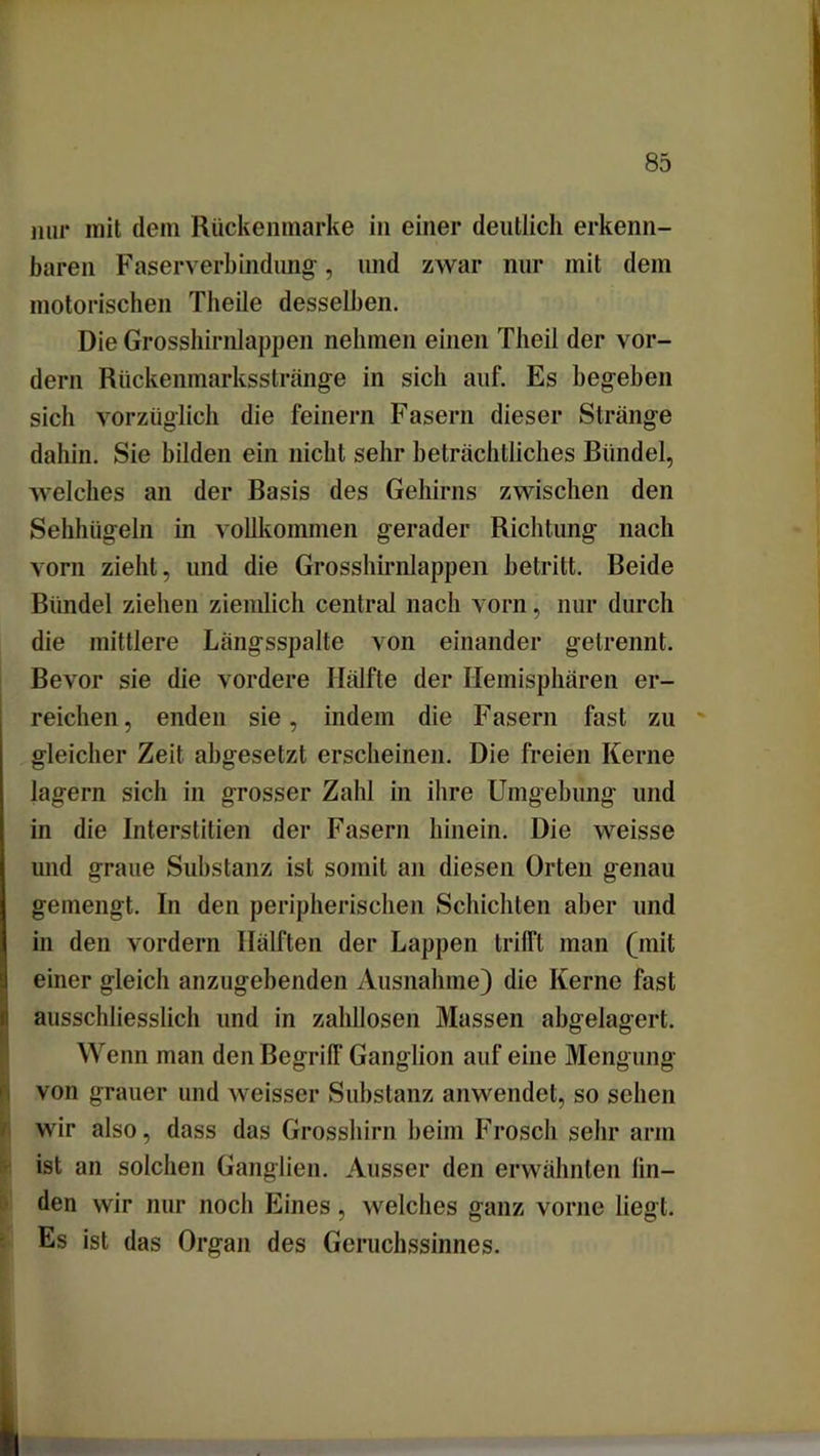 nur mit dem Rückenmarke in einer deutlich erkenn- baren Faserverbindung', und zwar nur mit dem motorischen Theile desselben. Die Grosshirnlappen nehmen einen Theil der vor- dem Rückenmarksstränge in sich auf. Es begehen sich vorzüglich die feinem Fasern dieser Stränge dahin. Sie bilden ein nicht sehr beträchtliches Bündel, welches an der Basis des Gehirns zwischen den Sehhügeln in vollkommen gerader Richtung nach vorn zieht, und die Grosshirnlappen betritt. Beide Bündel ziehen ziemlich central nach vom, nur durch die mittlere Längsspalte von einander getrennt. Bevor sie die vordere Hälfte der Hemisphären er- reichen, enden sie, indem die Fasern fast zu gleicher Zeit abgesetzt erscheinen. Die freien Kerne lagern sich in grosser Zahl in ihre Umgebung und in die Interstitiell der Fasern hinein. Die weisse und graue Substanz ist somit an diesen Orten genau gemengt. In den peripherischen Schichten aber und in den vordem Hälften der Lappen trifft man (mit einer gleich anzugebenden Ausnahme) die Kerne fast ausschliesslich und in zahllosen Massen abgelagert. Wenn man den BegrilT Ganglion auf eine Mengung von grauer und weisser Substanz anwendet, so sehen wir also, dass das Grosshirn beim Frosch sehr arm ist an solchen Ganglien. Ausser den erwähnten lin- den wir nur noch Eines, welches ganz vorne liegt. Es ist das Organ des Geruchssinnes.