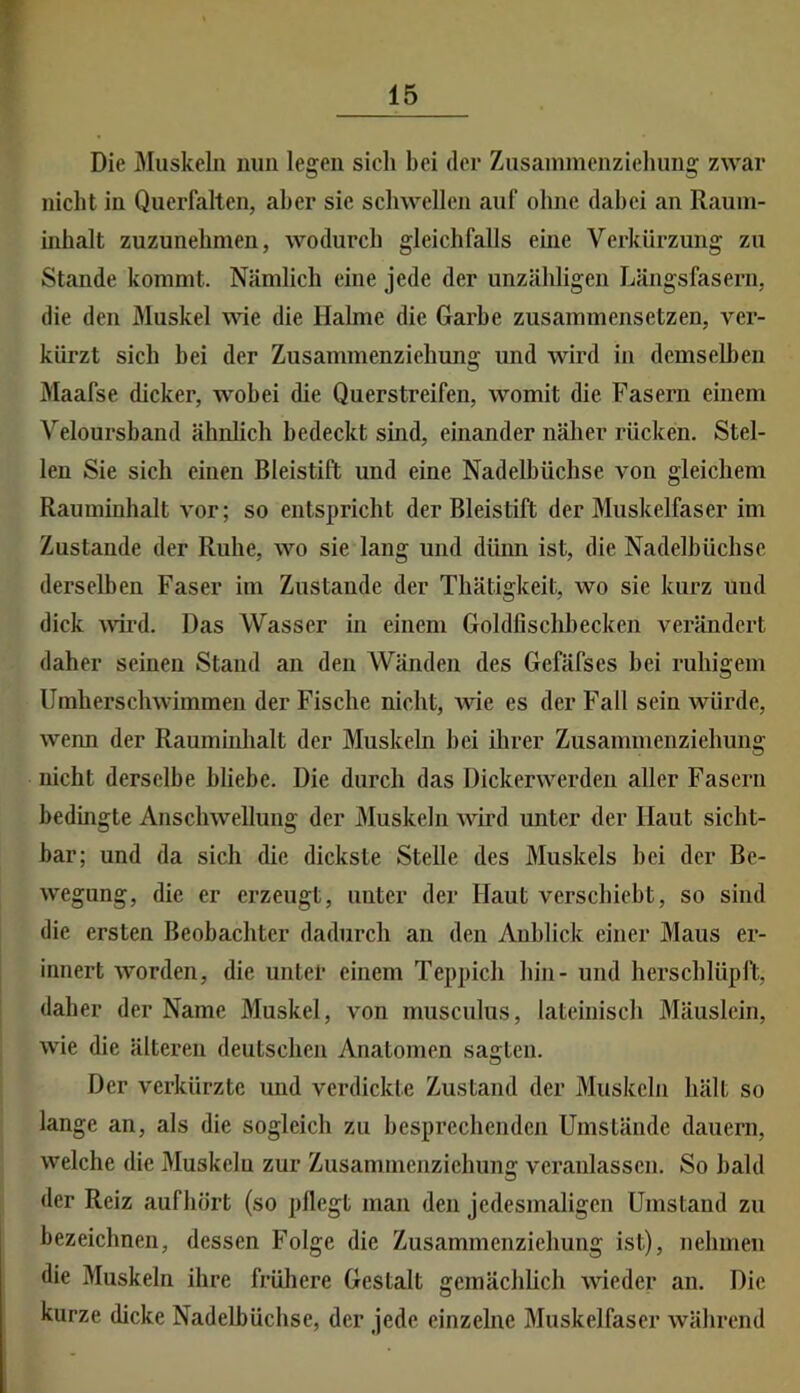 Die Muskeln nun legen sich bei der Zusainmcnziehung zwar nicht in Querfalten, aber sie schwellen auf ohne dabei an Raum- mhalt zuzunehmen, wodurch gleichfalls eine Verkürzung zu Stande kommt. Nämlich eine jede der unzähligen Längsfasern, die den JMuskel ^A^e die Halme die Garbe zusammensetzen, ver- kürzt sich hei der Zusammenziehung und wird in dcmsell)en Maafse dicker, wobei die Querstreifen, womit die Fasern einem Veloursband ähnlich bedeckt sind, einander näher rücken. Stel- len Sie sich einen Bleistift und eine Nadelbüchse von gleichem Rauminhalt vor; so entspricht der Bleistift der Muskelfaser im Zustande der Ruhe, wo sie lang und dünn ist, die Nadelbüchse derselben Faser im Zustande der Thätigkeit, wo sie kurz und dick wTi'd. Das Wasser in einem Goldfischhecken verändert daher seinen Stand an den Wänden des Gefäfses hei ruhigem Umher schwimm eil der Fische nicht, wie es der Fall sein würde, wenn der Rauminhalt der Muskeln bei ihrer Zusammenziehung nicht derselbe bliebe. Die durch das Dickerwerden aller Fasern bedingte Anschwellung der Muskeln wird unter der Haut sicht- bar; und da sich die dickste Stelle des Muskels bei der Be- wegung, die er erzeugt, unter der Haut verschiebt, so sind die ersten Beobachter dadurch an den Anblick einer Maus er- innert worden, die unter einem Teppich hin- und herschlüpft, daher der Name Muskel, von musculus, lateinisch Mäuslein, wie die älteren deutschen Anatomen sagten. Der verkürzte und verdickte Zustand der Muskeln hält so lange an, als die sogleich zu hesprechenden Umstände dauern, welche die Muskeln zur Zusammcnzichung veranlassen. So bald der Reiz aufhört (so pflegt man den jedesmaligen Umstand zu bezeichnen, dessen Folge die Zusammenziehung ist), nehmen die Muskeln ihre früliere Gestalt gemächhch wieder an. Die kurze dicke Nadelbüchse, der jede einzelne Muskelfaser während