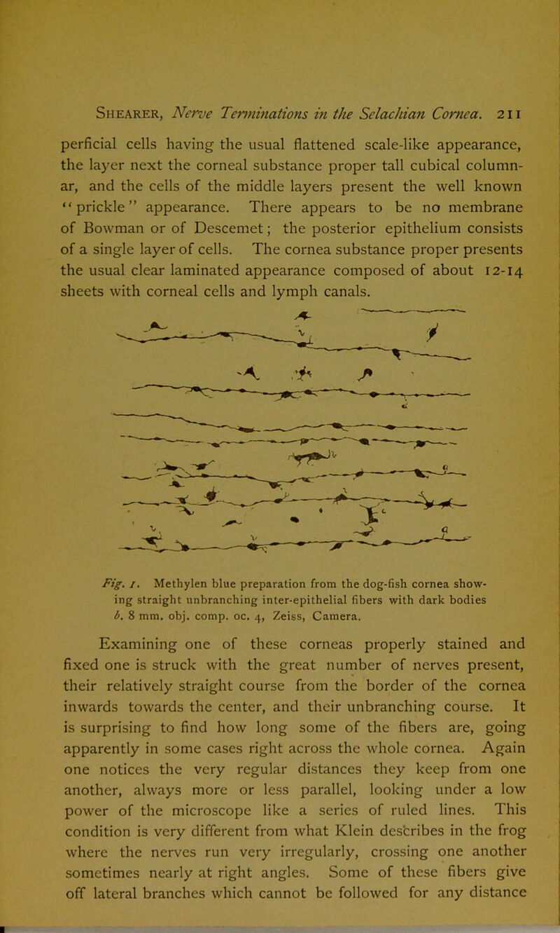 perficial cells having the usual flattened scale-like appearance, the layer next the corneal substance proper tall cubical column- ar, and the cells of the middle layers present the well known “prickle” appearance. There appears to be no membrane of Bowman or of Descemet; the posterior epithelium consists of a single layer of cells. The cornea substance proper presents the usual clear laminated appearance composed of about 12-14 sheets with corneal cells and lymph canals. /. Methylen blue preparation from the dog-fish cornea show- ing straight unbranching inter-epithelial fibers with dark bodies t. 8 mm. obj. comp. oc. 4, Zeiss, Camera. Examining one of these corneas properly stained and fixed one is struck with the great number of nerves present, their relatively straight course from the border of the cornea inwards towards the center, and their unbranching course. It is surprising to find how long some of the fibers are, going apparently in some cases right across the whole cornea. Again one notices the very regular distances they keep from one another, always more or less parallel, looking under a low power of the microscope like a series of ruled lines. This condition is very different from what Klein des'cribes in the frog where the nerves run very irregularly, crossing one another sometimes nearly at right angles. Some of these fibers give off lateral branches which cannot be followed for any distance