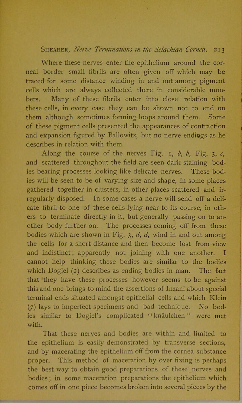 Where these nerves enter the epithelium around the cor- neal border small fibrils are often given off which may be traced for some distance winding in and out among pigment cells which are always collected there in considerable num- bers. Many of these fibrils enter into close relation with these cells, in every case they can be shown not to end on them although sometimes forming loops around them. Some of these pigment cells presented the appearances of contraction and expansion figured by Ballowitz, but no nerve endings as he describes in relation with them. Along the course of the nerves Fig. i, b, b, Fig. 3, c, and scattered throughout the field are seen dark staining bod- ies bearing processes looking like delicate nerves. These bod- ies will be seen to be of varying size and shape, in some places gathered together in clusters, in other places scattered and ir- regularly disposed. In some cases a nerve will send off a deli- cate fibril to one of these cells lying near to its course, in oth- ers to terminate directly in it, but generally passing on to an- other body further on. The processes coming off from these bodies which are shown in Fig. 3, d, d, wind in and out among the cells for a short distance and then become lost from view and indistinct; apparently not joining with one another. I cannot help thinking these bodies are similar to the bodies which Dogiel (2) describes as ending bodies in man. The fact that 'they have these processes however seems to be against this and one brings to mind the assertions of Inzani about special terminal ends situated amongst epithelial cells and which Klein (7) lays to imperfect specimens and bad technique. No bod- ies similar to Dogiel’s complicated “knaulchen” were met with. That these nerves and bodies are within and limited to the epithelium is easily demonstrated by transverse sections, and by macerating the epithelium off from the cornea substance proper. This method of maceration by over fixing is perhaps the best way to obtain good preparations of these nerves and bodies; in some maceration preparations the epithelium which comes off in one piece becomes broken into several pieces by the