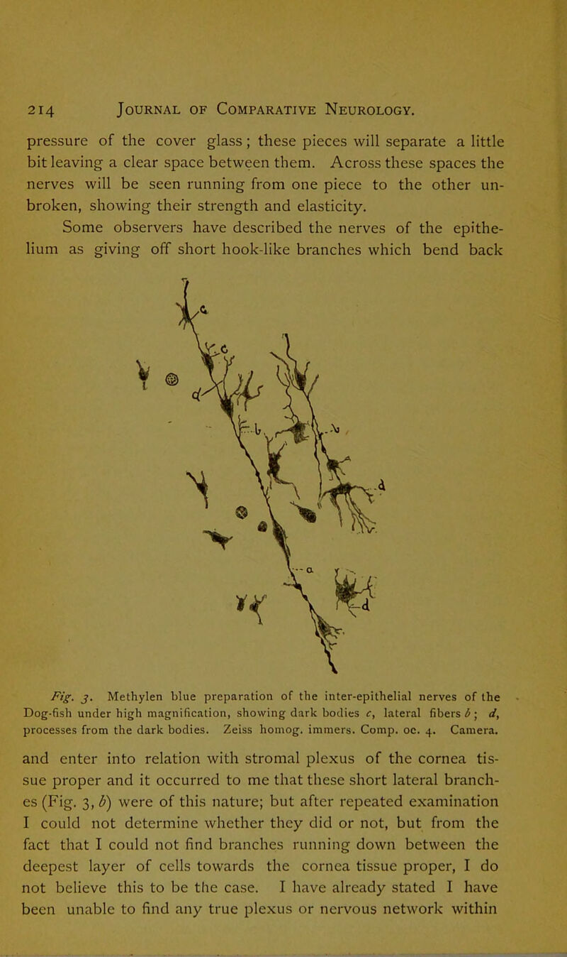 pressure of the cover glass; these pieces will separate a little bit leaving a clear space between them. Across these spaces the nerves will be seen running from one piece to the other un- broken, showing their strength and elasticity. Some observers have described the nerves of the epithe- lium as giving off short hook-like branches which bend back Fig. j. Methylen blue preparation of the inter-epithelial nerves of the Dog-fish under high magnification, showing dark bodies c, lateral fibers b ; d, processes from the dark bodies. Zeiss homog. immers. Comp. oc. 4. Camera. and enter into relation with stromal plexus of the cornea tis- sue proper and it occurred to me that these short lateral branch- es (Fig. 3, b') were of this nature; but after repeated examination I could not determine whether they did or not, but from the fact that I could not find branches running down between the deepest layer of cells towards the cornea tissue proper, I do not believe this to be the case. I have already stated I have been unable to find any true plexus or nervous network within