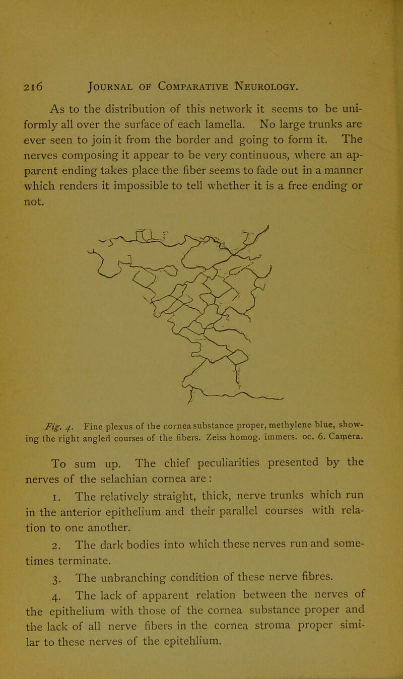 As to the distribution of this network it seems to be uni- formly all over the surface of each lamella. No large trunks are ever seen to join it from the border and going to form it. The nerves composing it appear to be very continuous, where an ap- parent ending takes place the fiber seems to fade out in a manner which renders it impossible to tell whether it is a free ending or not. Fig. Fine plexus of the cornea substance proper, methylene blue, show- ing the right angled courses of the fibers. Zeiss homog. immers. oc. 6. Caniera. To sum up. The chief peculiarities presented by the nerves of the selachian cornea are : 1. The relatively straight, thick, nerve trunks which run in the anterior epithelium and their parallel courses with rela- tion to one another. 2. The dark bodies into which these nerves run and some- times terminate. 3. The unbranching condition of these nerve fibres. 4. The lack of apparent relation between the nerves of the epithelium with those of the cornea substance proper and the lack of all nerve fibers in the cornea stroma proper simi- lar to these nerves of the epitehlium.