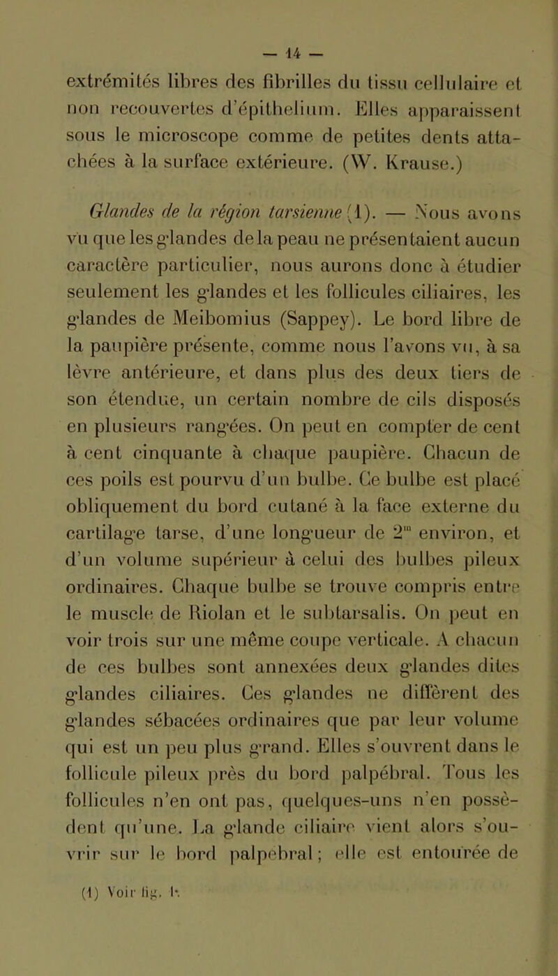 — 44 — extrémités libres des fibrilles du tissu cellulaire et MOU recouvertes d’épitheliuiu. Elles apparaissent sous le microscope comme de petites dents atta- chées à la surface extérieure. (W. Krause.) Glandes de la région tarsienne [i). — Nous avons vu que lesg’landes delà peau ne présentaient aucun caractère particulier, nous aurons donc à étudier seulement les gdandes et les follicules ciliaires, les g'iandes de Meibomius (Sappey). Le bord libre de la paupière présente, comme nous l’avons vu, à sa lèvre antérieure, et dans plus des deux tiers de son étendue, un certain nombre de cils disposés en plusieurs rang'ées. On peut en compter de cent à cent cinquante à chaque paupière. Chacun de ces poils est pourvu d’uu bulbe. Ce bulbe est placé obliquement du bord cutané à la face externe du carlilag’e tarse, d’une long’ueur de 2‘ environ, et d’un volume supérieur à celui des l)ulbes pileux ordinaires. Chaque bidbe se trouve compris entre le muscle de Riolan et le subtarsalis. On peut en voir trois sur une même coupc verticale. A cliacuu de ces bulbes sont annexées deux gdandes dites g'iandes ciliaires. Ces gdandes ne diffèrent des g'iandes sébacées ordinaires que par leur volume qui est un peu plus g'rand. Elles s’ouvrent dans le follicule pileux près du bord palpébral, fous les follicules n’en ont pas, quelques-uns n’en possè- dent qu’une. La g'iande ciliaire vient alors s’ou- vrir sur le bord palpébral; elle est entourée de (1) Voir liji. l*.