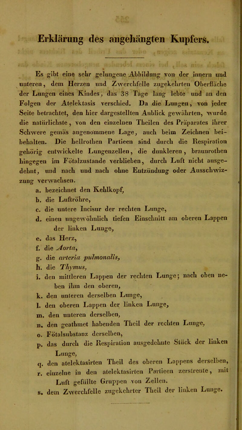 Erklärung des angehänglen Kupfers Es gibt eine sehr gelungene Abbildung von der innern und unteren, dem Herzen und Zwerchfelle zugekehrten Oberfläche der Lungen eines Kindes, das 3S Tage lang lebte und an den Folgen der Atelektasis verschied. Da die Lungen, von jeder Seite betrachtet, den hier dargestellten Anblick gewährten, wurde die natürlichste, von den einzelnen Theilen des Präparates ihrer Schwere gemäs angenommene Lage, auch beim Zeichnen bei- behalteu. Die hellrothen Partieen sind durch die Respiration gehörig entwickelte Lungenzellen, die dunkleren, braimrolhen hingegen im Fötalzustande verblieben, durch Luft nicht ausge- dehnt, und nach und nach ohne Entzündung oder Ausschwiz- zung verwachsen. a. bezeichnet den Kehlkopf, b. die Luftröhre, c. die untere lucisur der rechten Lunge, d. einen ungewöhnlich tiefen Einschnitt am oberen Lappen der linken Lunge, e. das Herz, f. die Aorta, g. die arteria pulmotialis, h. die Thymus, i. den mittleren Lappen der rechten Lunge; nach oben ne- ben ihm den oberen, k. den unteren derselben Lunge, l. den oberen Lappen der linken Lunge, in. den unteren derselben, n. den geathmet habenden Thcil der rechten Lunge, o. Fötalsubstanz derselben, p. das durch die Respiration ausgedehnte Stück der linken Lunge, q. den atelektasirten Theil des oberen Lappens derselben, r. einzelne in den atelektasirten Partieen zerstreute, mit Luft gefüllte Gruppen von Zellen. s. dem Zwerchfelle zugekehrter Theil der linken Lunge.