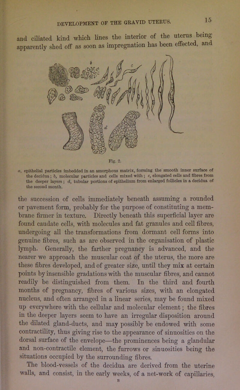 and ciHated kind which lines the interior of the uterus being apparently shed off as soon as impregnation has been effected, and Fig. 2. a, epithelial particles imbedded in an amorphous matrix, forming the smooth inner surface of the decidua; 6, molecular particles and cells mixed with; c, elongated cells and fibres from the deeper layers ; d, tubular portions of epithelium from enlarged follicles in a decidua of the second month. the succession of cells immediately beneath assuming a rounded or pavement form, probably for the purpose of constituting a mem- brane firmer in texture. Directly beneath this superficial layer are found caudate cells, with molecules and fat granules and cell fibres, undergoing all the transformations from dormant cell forms into genuine fibres, such as are observed in the organisation of plastic lymph. Generally, the farther pregnancy is advanced, and the nearer we approach the muscular coat of the uterus, the more are these fibres developed, and of greater size, until they mix at certain points by insensible gradations with the muscular fibres, and cannot readily be distinguished from them. In the third and fourth months of pregnancy, fibres of various sizes, with an elongated nucleus, and often arranged in a linear series, may be found mixed up everywhere with the cellular and molecular element; the fibres in the deeper layers seem to have an irregular disposition around the dilated gland-ducts, and may possibly be endowed with some contractility, thus giving rise to the appearance of sinuosities on the dorsal surface of the envelope—the prominences being a glandular and non-contractile element, the furrows or sinuosities being the situations occupied by the surrounding fibres. Tlie blood-vessels of the decidua are derived from the uterine walls, and consist, in the early weeks, of a net-work of capillaries, B