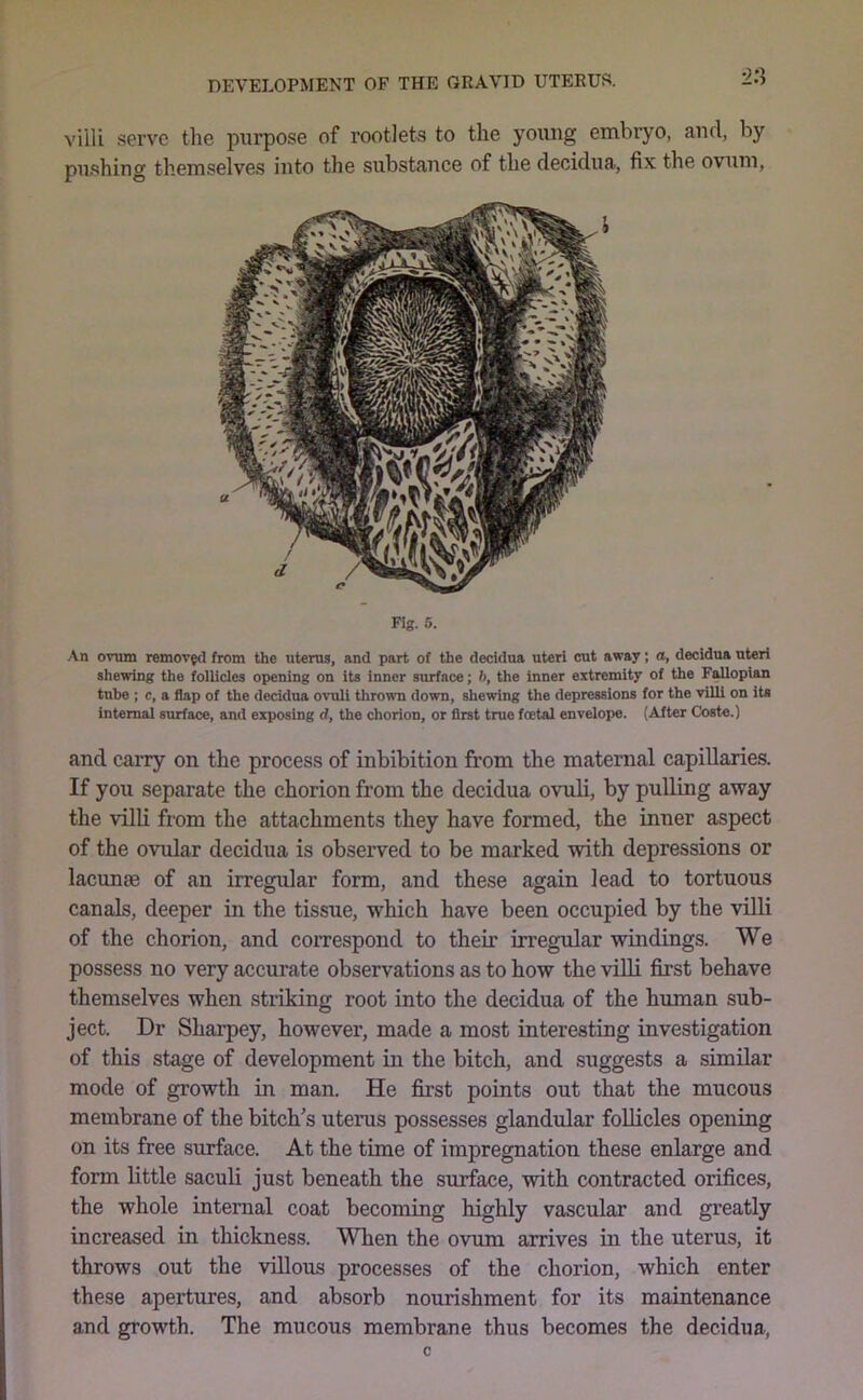 villi serve the purpose of rootlets to the yoiuig embryo, and, by pushing themselves into the substa7ice of the decidua, fix the ovum, Fig. 6. An ovum removftl from the uterus, and part of the decidua uteri cut away; a, decidua uteri shewing the follicles opening on its inner surface; b, the inner extremity of the Fallopian tube : c, a flap of the decidua ovuli thrown down, shewing the depressions for the villi on its internal surface, and exposing d, the chorion, or first true foetal envelope. (After Coste.) and carry on the process of inhibition from the maternal capillaries. If you separate the chorion from the decidua ovuli, by pulling away the villi fiom the attachments they have formed, the inner aspect of the ovular decidua is observed to be marked with depressions or lacunte of an irregular form, and these again lead to tortuous canals, deeper in the tissue, which have been occupied by the villi of the chorion, and correspond to their irregular windings. We possess no very accurate observations as to how the viUi first behave themselves when striking root into the decidua of the human sub- ject. Dr Sharpey, however, made a most interesting investigation of this stage of development in the bitch, and suggests a similar mode of growth in man. He first points out that the mucous membrane of the bitch's uterus possesses glandular follicles opening on its free surface. At the time of impregnation these enlarge and form little saculi just beneath the surface, with contracted orifices, the whole internal coat becoming highly vascular and greatly increased in thickness. When the ovum arrives in the uterus, it throws out the villous processes of the chorion, which enter these apertures, and absorb nourishment for its maintenance and growth. The mucous membrane thus becomes the decidua.