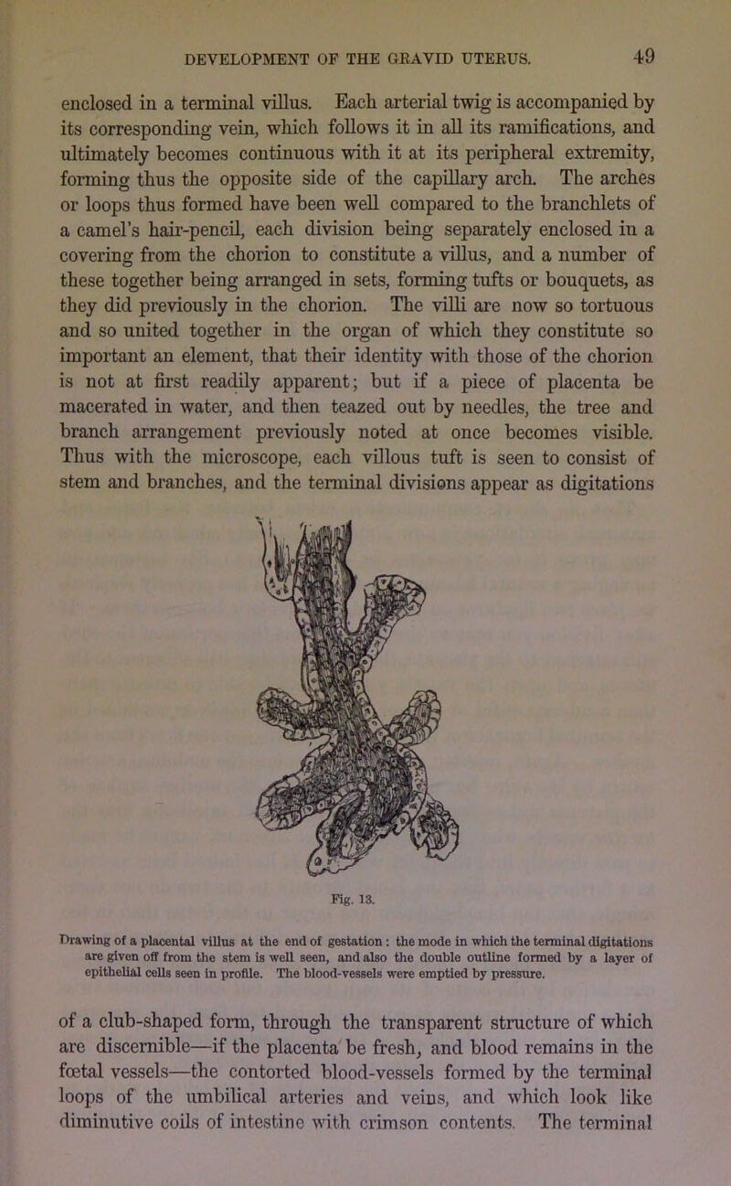 enclosed in a terminal villus. Each arterial twig is accompanied by its corresponding vein, which follows it in all its ramifications, and ultimately becomes continuous with it at its peripheral extremity, forming thus the opposite side of the capillary arch. The arches or loops thus formed have been well compared to the branchlets of a camel’s hair-pencil, each division being separately enclosed in a covering from the chorion to constitute a villus, and a number of these together being arranged in sets, forming tufts or bouquets, as they did previously in the chorion. The viUi are now so tortuous and so united together in the organ of which they constitute so important an element, that their identity with those of the chorion is not at first readily apparent; but if a piece of placenta be macerated in water, and then teazed out by needles, the tree and branch arrangement previously noted at once becomes visible. Thus with the microscope, each villous tuft is seen to consist of stem and branches, and the terminal divisions appear as digitations Pig. 13. Drawing of a placental villus at the end of gestation; the mode in which the terminal digitations are given off from the stem is well seen, and also the double outline formed by a layer of epithelial cells seen in profile. Tlie blood-vessels were emptied by pressure. of a club-shaped form, through the transparent structure of which are discernible—if the placenta be fresh, and blood remains in the foetal vessels—the contorted blood-vessels formed by the terminal loops of the umbilical arteries and veins, and which look like diminutive coils of intestine with crimson contents. The terminal