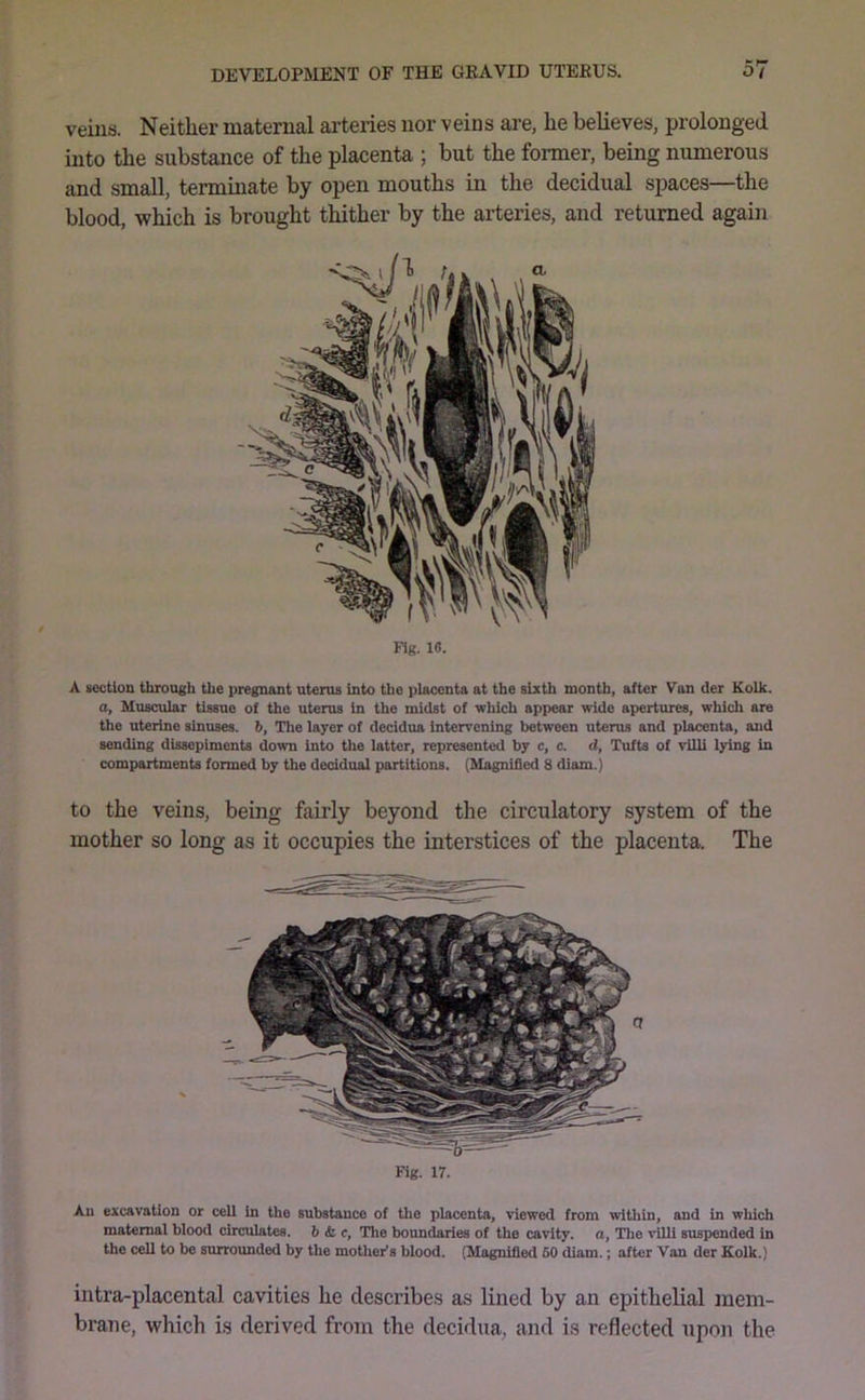 veins. Neither maternal arteries nor veins are, he believes, prolonged into the substance of the placenta ; but the former, being numerous and small, terminate by open mouths in the decidual spaces—the blood, which is brought thither by the arteries, and returned again Fig. 18. A section through the pregnant uterus into the placenta at the sixth month, after Von der Kolk. o, Muscular tissue of the uterus in the midst of which appear wide apertxures, whicli are the uterine sinuses, b. The layer of decidua intervening between uterus and placenta, and sending dissepiments down into the latter, represented by c, c. d, Tufts of villi lying in compartments formed by the decidual partitions. (Magnified 8 diam.) to the veins, being fairly beyond the circulatory system of the mother so long as it occupies the interstices of the placenta. The u Fig. 17. All excavation or cell In the substance of the placenta, viewed from within, and in which maternal blood circulates. 6 & c, The boundaries of the cavity, a, The villi suspended in the cell to be surrounded by the mother's blood. (Magnified 60 diam.; after Van der Kolk.) intra-placental cavities he describes as lined by an epithelial mem- brane, which is derived from the decidua, and is reflected upon the