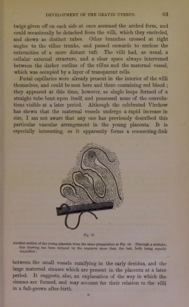 twigs siven oif on each side at once assumed the arched form, and cotdd occasionally be detached from the villi, which they encircled, and shewn as distinct tubes. Other branches crossed at right angles to the villus trunks, and passed onwards to enclose the extremities of a more distant tuft. The villi had, as usiial, a cellular external structure, and a clear space always intervened between the darker outline of the villus and the maternal vessel, which was occupied by a layer of transparent cells. Foetal capillaries were already present in the interior of the villi themselves, and could be seen here and there containing red blood ; they appeared at this time, however, as single loops formed of a straight tube bent upon itself, and possessed none of the convolu- tions visible at a later period. Although the celebrated Virchow has shewn that the maternal vessels undergo a rapid increase in size, I am not aware that any one has previously described this particular vascular arrangement in the young placenta. It is especially interesting, as it apparently forms a connecting-link Mg. 20. Another section of the young placenta from the same preparation as Pig. 19. CThrough a mistake, this drawing has been reduced by the engraver more than the hist, both being equally magnifle<i.) between the small vessels ramifying in the early decidua, and the large maternal sinuses which are present in the placenta at a later period. It suggests, also, an explanation of the way in which the sinuses are formed, and may account for their relation to the villi in a full-grown after-birth. U