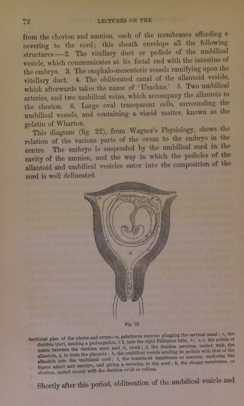 from the chorion and amnion, each of the membranes affoidiiig a covering to the cord; this sheath envelops all the follo\ving structures:—2. The vitellaiy duct or pedicle of the umbilical vesicle, which communicates at its foetal end with the intestine of the embryo. 3. The omphalo-mesenteric vessels ramifying upon the vitellary duct. 4. The obliterated canal of the allantoid vesicle, which afterwards takes the name of ‘ Urachus.’ 5. Two umbilical arteries, and two umbihcal veins, which accompany the allantois to the chorion. G. Large oval transparent cells, surrounding the umbilical vessels, and containing a viscid matter, known as the gelatin of Wharton. ^ This diagram (fig. 22), from Wagner’s Physiology, shews the relation of°the various parts of the ovum to the embryo in the centre. The embryo is suspended by the umbilical cord in the cavity of the amnion, and the way in which the pedicles of the allantoid and umbilical vesicles enter into the compo.sition of the cord is well delineated. tuJoi. tat.™ the rl, »ndli.g 11. P«1W. ■ allantois Into the umDUicai coru , , . „ • fc the shaKsy membrane, or liquor amnii and embryo, and giving a covering to the cord. k, the shaggy ' chorion, united closely with Uie decidua ovuh or rcflexa. Shortly after this period, ohliteration of the umbilical vesicle and