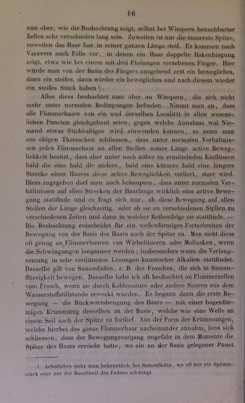 nun nbei-, wie die Beobachtung zeigt, selbst bei Wimpern benachbarter Zellen sehr verschieden lang sein. Zuweilen ist nui- die iiusserstc Spitze, zuweilen das Haar fast in seiner ganzen Länge steif. Es kommen nach Vai.e.\ti> auch halle vor, in denen ein Haar doppelte Hakenbiegung zeigt, etwa wie l)ei einem mit drei Phalangen versehenen Finger. Hier NA Urde inan von der Basis des Fingers ausgehend erst ein bewegliches, dann ein steifes, dann wieder ein bewegliches und nach diesem wieder ein steifes Stück haben'). Alles diess beobachtet man aber an Wimpern, die sich nicht mehr unter normalen Bedingungen befinden. Nimmt man an, dass alle Flimmerhaare von ein und derselben Localitiit in allen wesent- lichen Functen gleichgebaut seien, gegen welche Annahme wol Nie- mand etw'as Stichhaltiges wiril einwenden können, so muss man aus obigen Thatsachen schliessen, ilass unter normalen Verhältnis- sen jedes Flimmerhaar an allen Stellen stüner Länge active Beweg- lichkeit besitzt, dass aber unter noch näher zu ei’inittelnden EinilUssen bald die eine bald die andere, bald eine kürzere bald eine längere Strecke eines llaaies die.se active Beweglichkeit verliert, starr wird. Diess zugegeben darf man auch behau|)ten , dass unter normalen Ver- hältnissen auf allen Strecken der Haarlänge wirklich eine active Bewe- gung stattlinde und es fragt sich nur, ob diese Bewegung auf allen Stellen der Länge gleichzeitig, oder ob sie an verschiedenen Stpllen zu verschiedenen Zeiten und dann in NNclcher Beihenfolgc sie stattfinde. — Die Beobachtung entscheidet für ein wellenförmiges Fortschreiten dei- Bewegung von der Basis des Haars nach der Spitze zu. .Man sieht diess oft genug anj*'limmerhaaren von Wirbelthieren oder .Mollusken, wenn die Schwingungen langsamer werden ; insbesondere wenn die Verlang- samung in sehr verdünnten Lösungen kaustischer Alkalien stattfindet. Dasselbe gilt von Samenfäden, z. B. des Frosches, die sich in Samen- flüssigkeitbewegen. Dasselbe habe ich oft beobachtet an Flimmerzellen vom Frosch, wenn sie durch Kohlensäure oder andere Säuren aus dem WasserstotYstillstande erweckt wurden. F^s begann dann die erste Be- wegung — die Rückwärtsbeugung des Haars — mit einer bogenför- migen Ki’ümmung desselben an der Basis, welche wie eine Welle an einem Seil nach der Spitze zu fortlicf. .\us der Form der Krümmungen, Nvelche hierbei das ganze Flimmerhaar nacheinander annahm, Hess sich schliessen, dass der Bewegungsvorgaug ungefähr in dem Momente die Spitze des Haars erreicht hatte, wo ein an der Basis gelegener Punct I Aohnliclies sieht man bekanntlich l)ci Sanienfäden. wo oft nur ein Spitzeu- slui'k oder nur der Uasalthcil des Kadens schwingt.