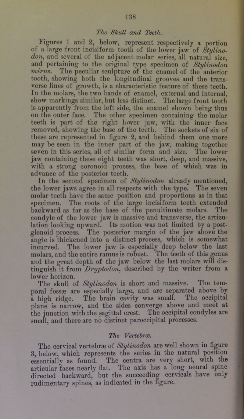 The Skull and Teeth. Figures 1 and 2, below, represent respectively a portion of a large front incisiforin tooth of the lower jaw of Stylino- don, and several of the adjacent molar series, all natural size, and pertaining to the original type specimen of Stylinodon mirus. The peculiar sculpture of the enamel of the anterior tooth, showing both the longitudinal grooves and the trans- verse lines of growth, is a characteristic feature of these teeth. In the molars, the two bands of enamel, external and internal, show markings similar, but less distinct. The large front tooth is apparently from the left side, the enamel shown being thus on the outer face. The other specimen containing the molar teeth is part of the right lower jaw, with the inner face removed, showing the base of the teeth. The sockets of six of these are represented in figure 2, and behind them one more may be seen in the inner part of the jaw, making together seven in this series, all of similar form and size. The lower jaw containing these eight teeth was short, deep, and massive, with a strong coronoid process, the base of which was in advance of the posterior teeth. In the second specimen of Stylinodon already mentioned, the lower jaws agree in all respects with the type. The seven molar teeth have the same position and proportions as in that specimen. The roots of the large incisiform teeth extended backward as far as the base of the penultimate molars. The condyle of the lower jaw is massive and transverse, the articu- lation looking upward. Its motion was not limited by a post- glenoid process. The posterior margin of the jaw above the angle is thickened into a distinct process, which is somewhat incurved. The lower jaw is especially deep below the last molars, and the entire ramus is robust. The teeth of this genus and the great depth of the jaw below the last molars will dis- tinguish it from Dnyptodmi, described by the writer from a lower horizon. The skull of Stylinodon is short and massive. The tem- poral fosssB are especially large, and are separated above by a high ridge. The brain cavity was small. The occipital plane is narrow, and the sides converge above and meet at the junction with the sagittal crest. The occipital condyles are small, and there are no distinct paroccijDital processes. The Vertebrm. The cervical vertebree of Stylinodon are well shown in figure 3, below, which represents the series in the natural position essentially as found. The centra are very short, with the articular faces nearly flat. The axis has a long neural spine directed backward, but the succeeding cervicals have only rudimentary spines, as indicated in the figure.